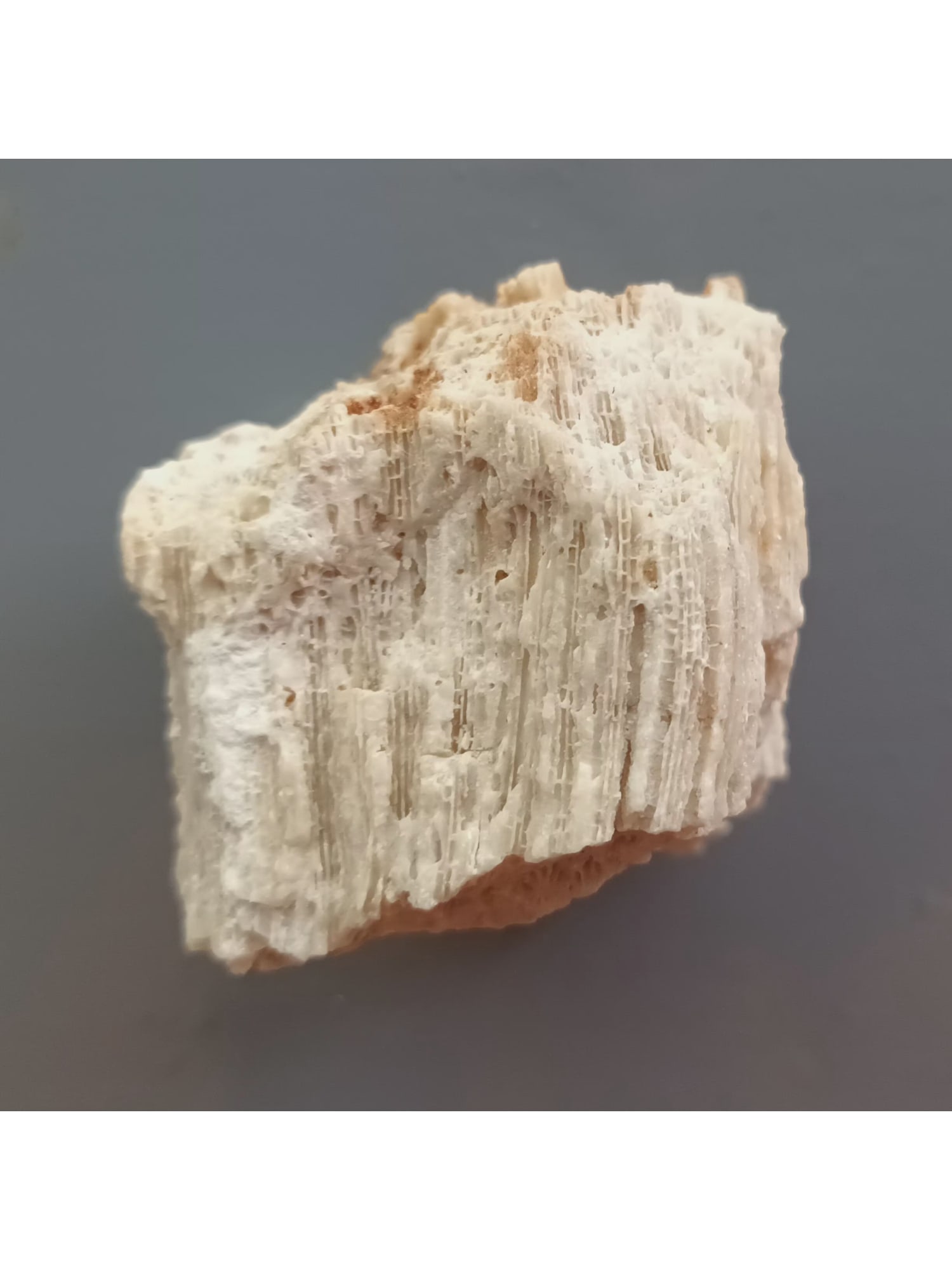 FOSSIL CORALS - 3