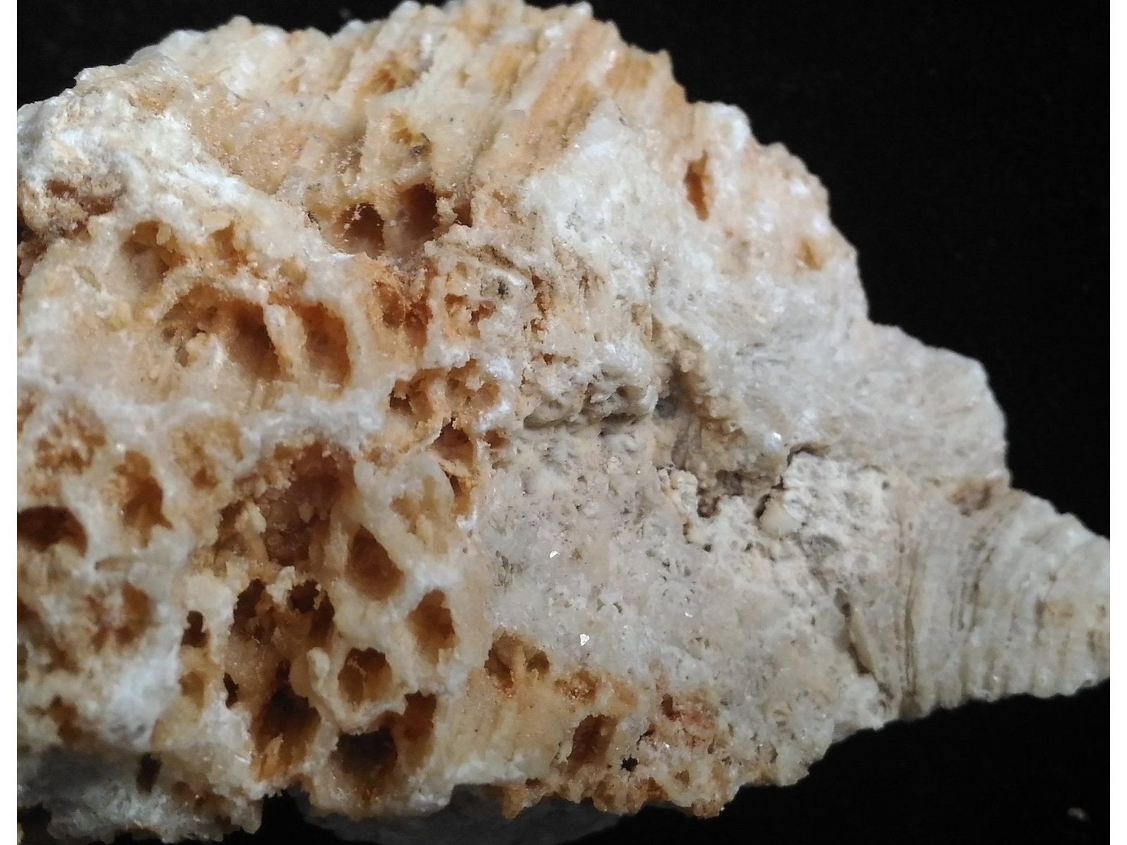 FOSSIL CORALS - 3