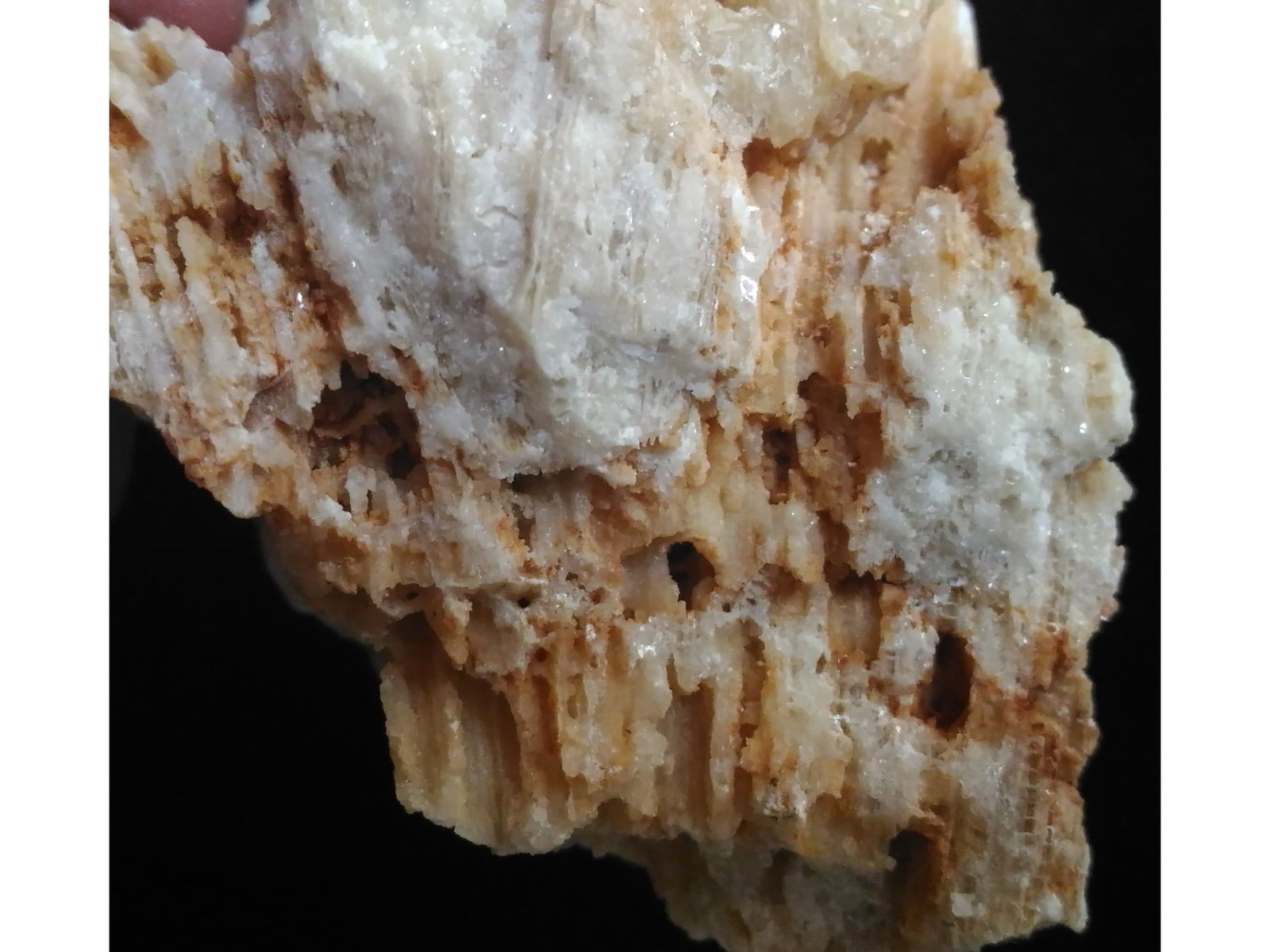 FOSSIL CORALS - 4