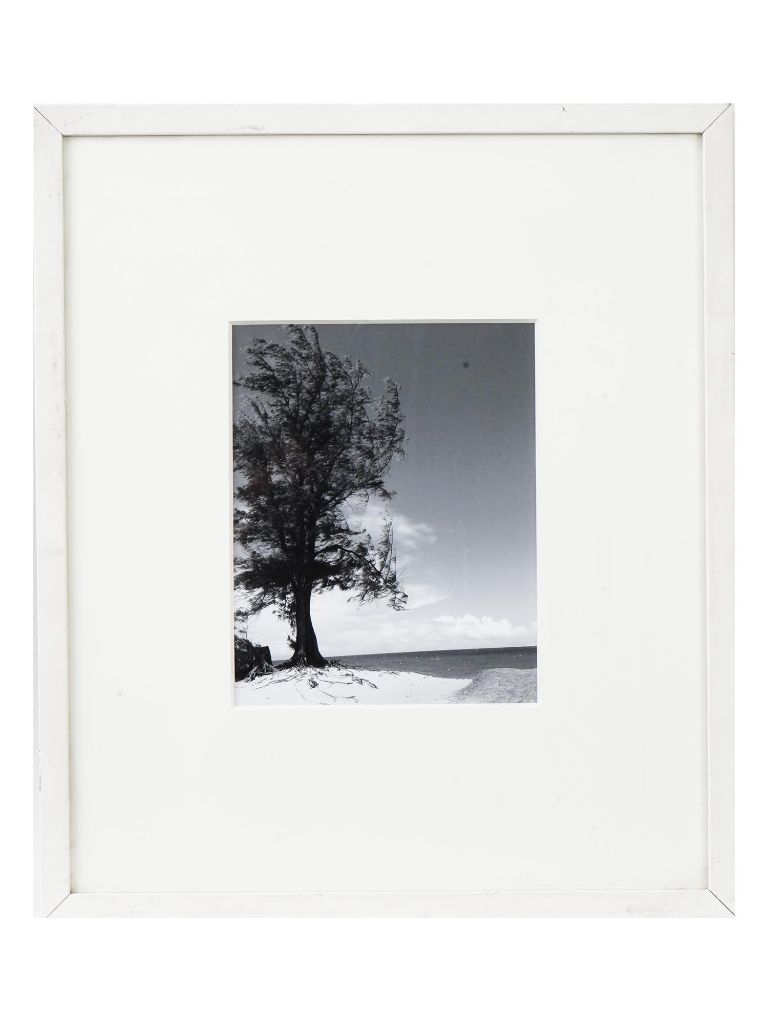 VINTAGE BLACK AND WHITE LANDSCAPE PHOTOGRAPH: A vintage black and white landscape photograph. The photograph depicts a coastal landscape with a large tree and an ocean view in the distance. Unsigned. Matted and framed. Collectible Wall Art Prints