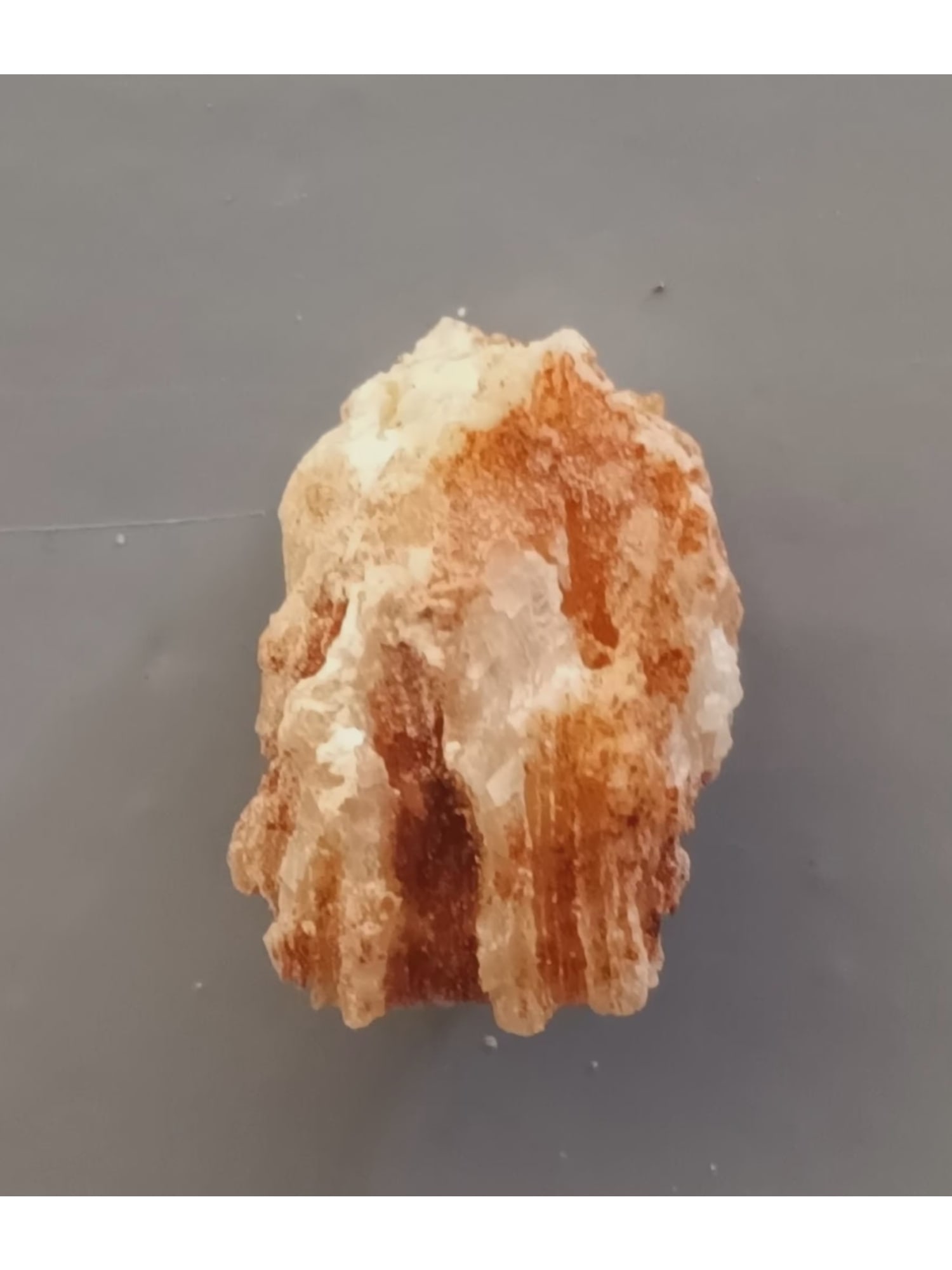 FOSSIL CORALS - 2