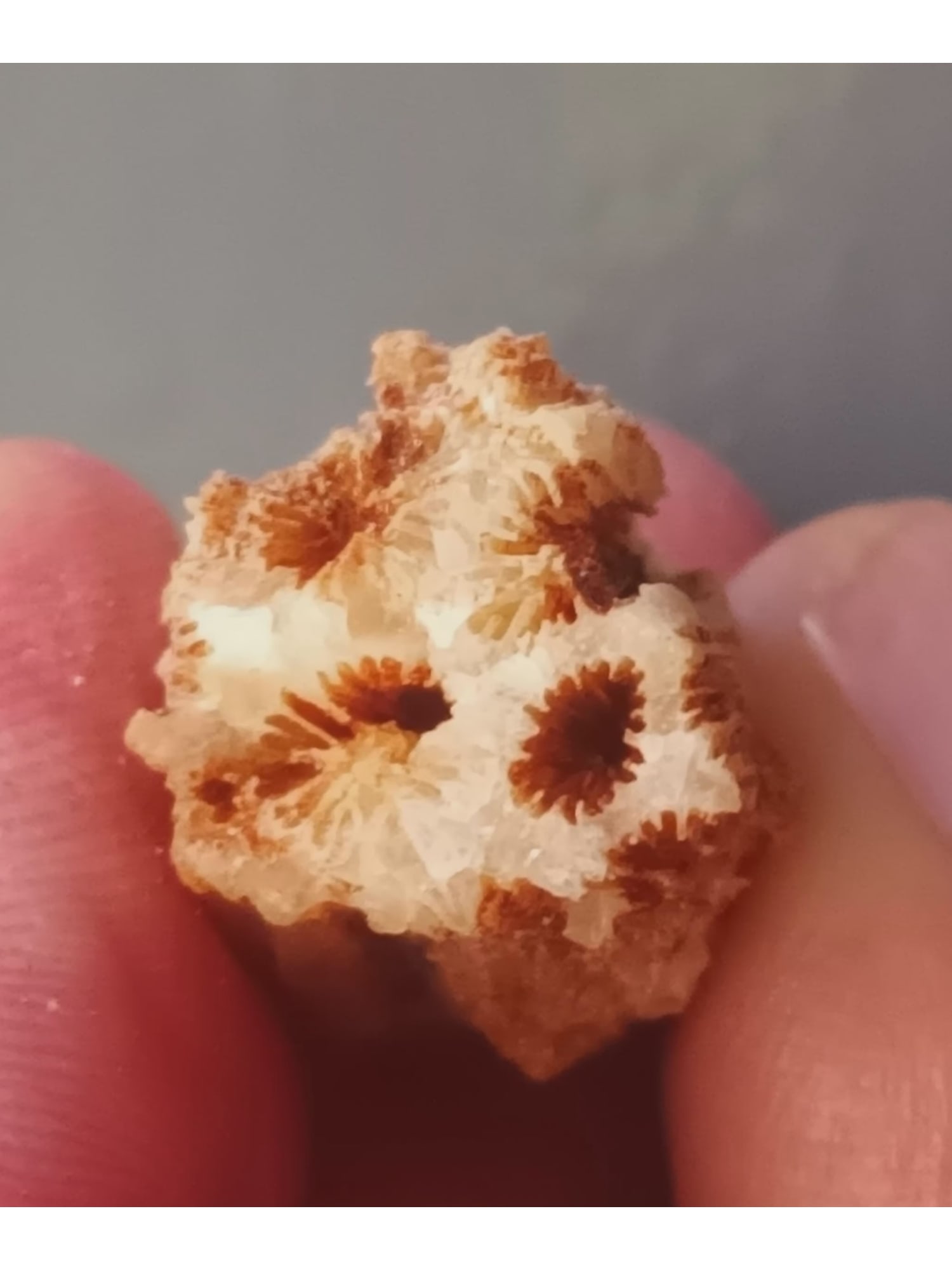 FOSSIL CORALS - 3