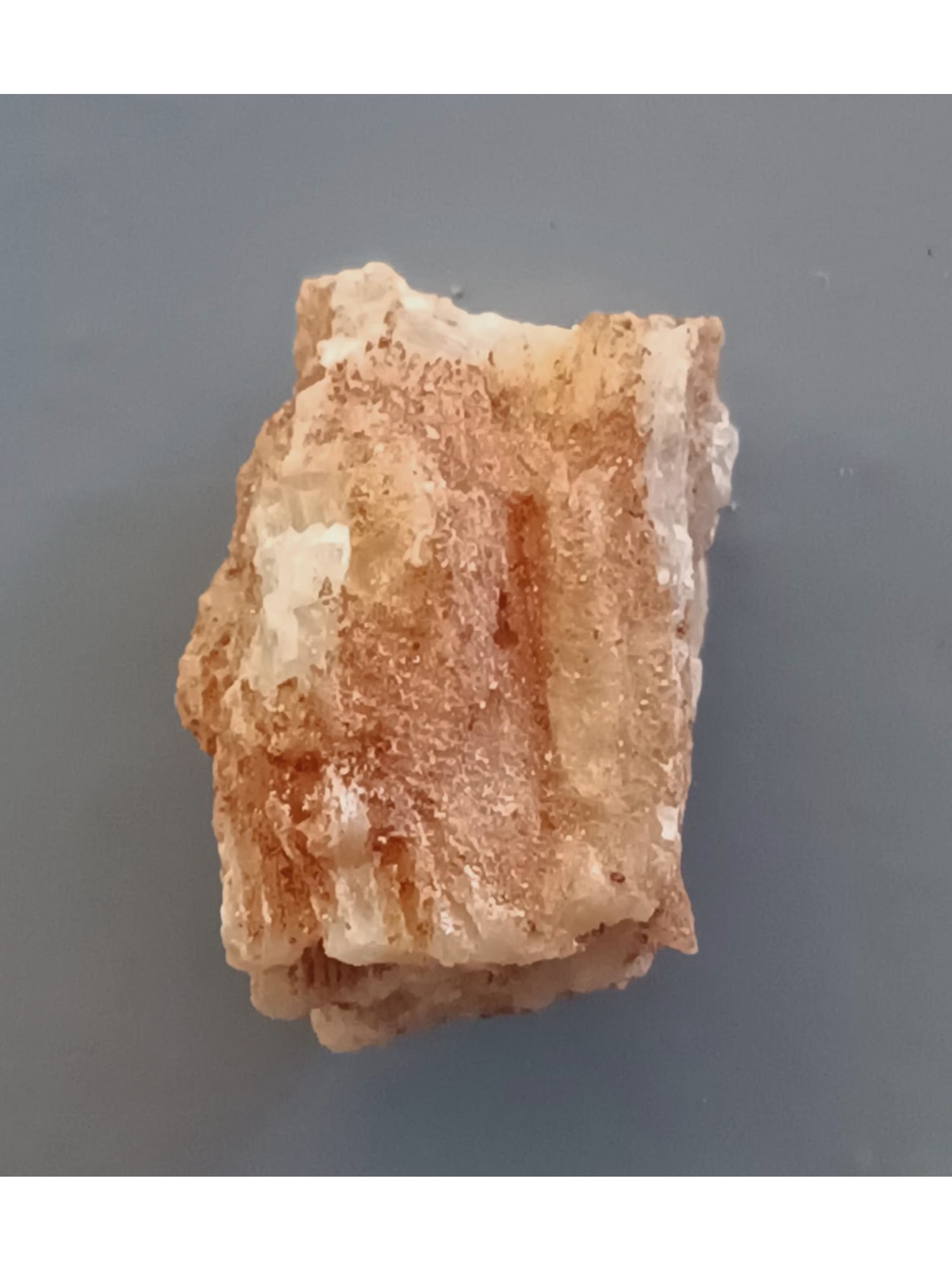 FOSSIL CORALS - 4