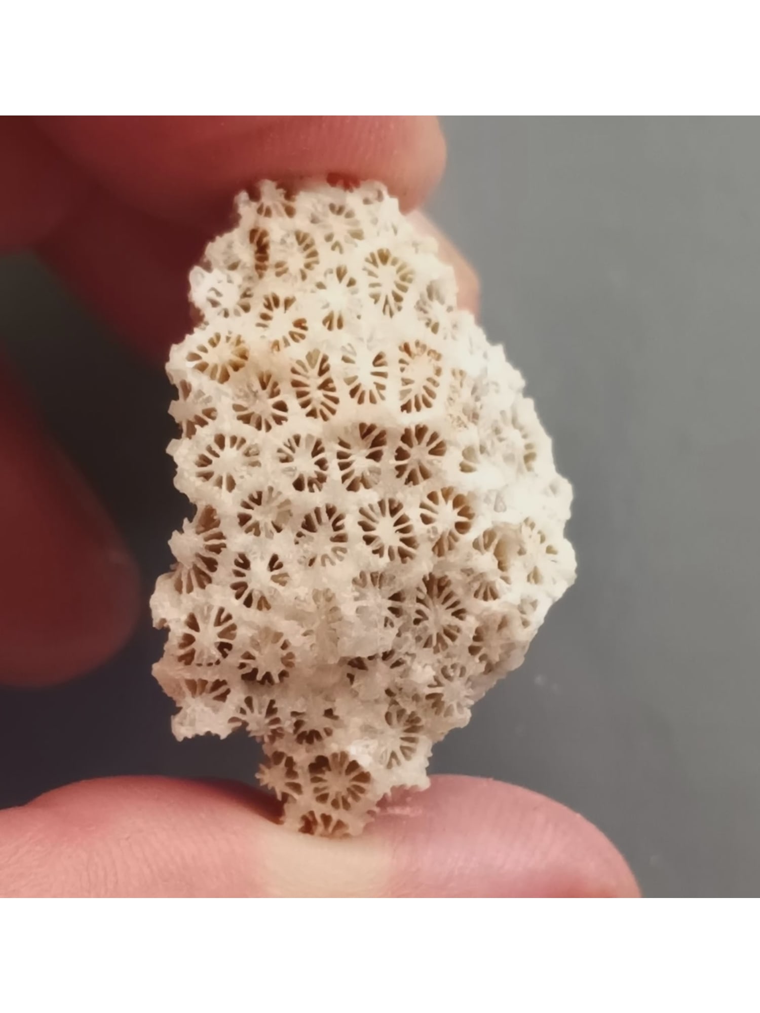 FOSSIL CORALS: Fossil corals. (CA61/32) Weight: 13 grams. Origin: Panglao, Bohol, Philippines. THIS LOT QUALIFIES FOR A 30-DAY UNCONDITIONAL RETURN FROM THE DATE OF SALE. BUYERS ARE RESPONSIBLE FOR RETURN SHIPPING.