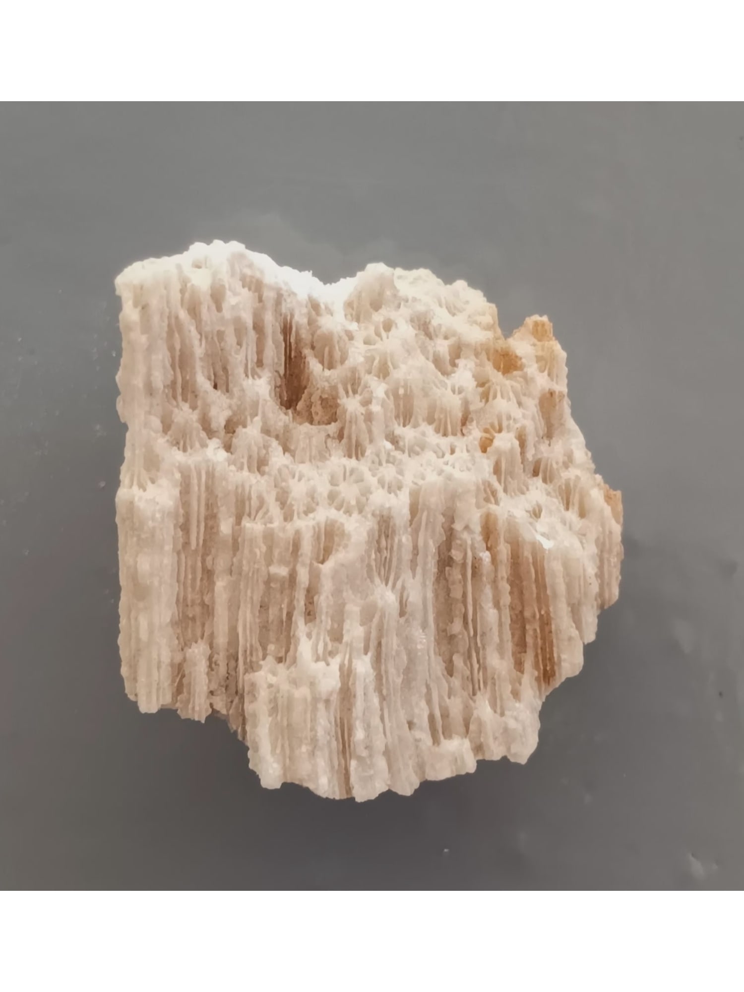 FOSSIL CORALS - 2