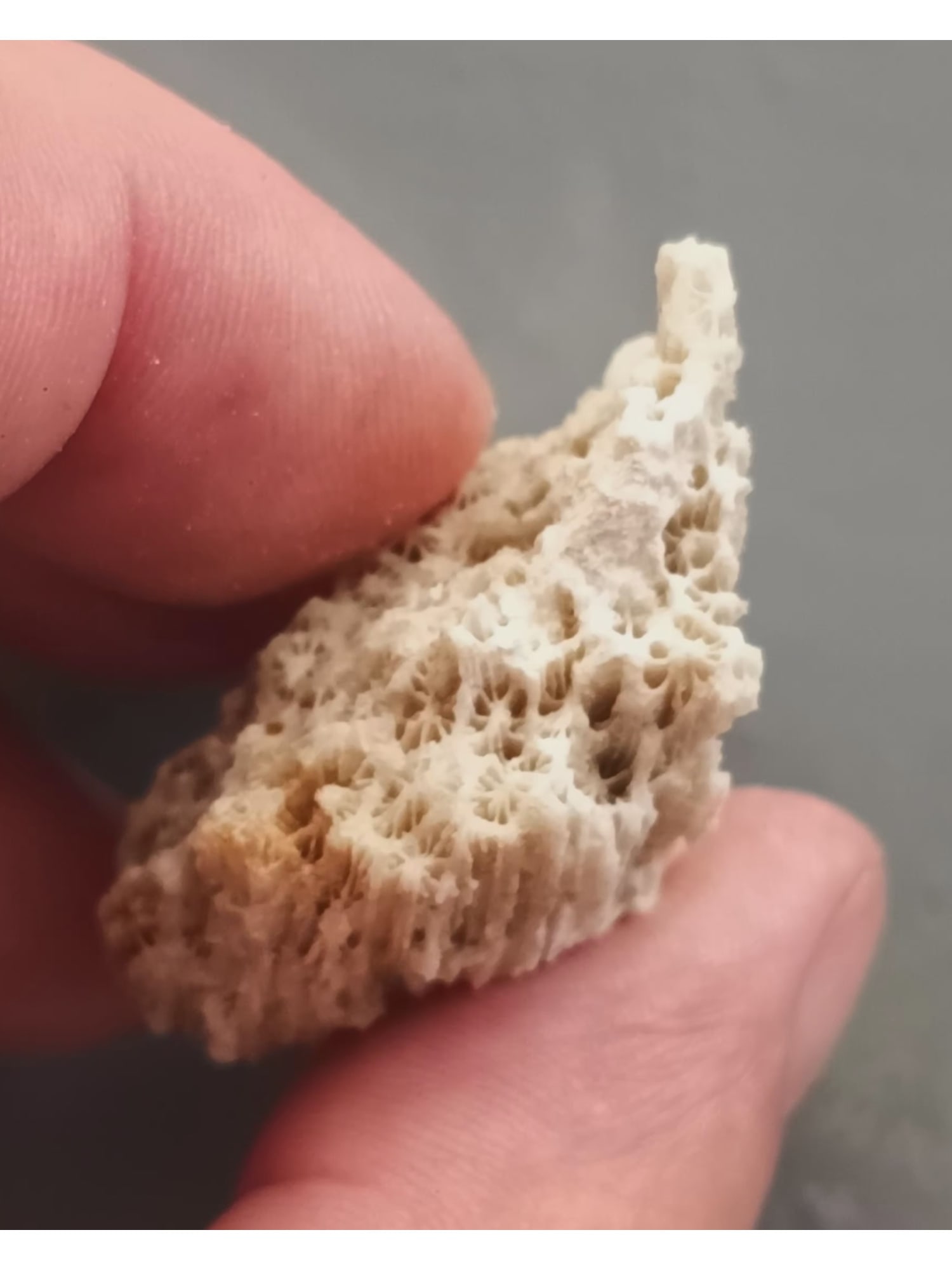 FOSSIL CORALS - 3