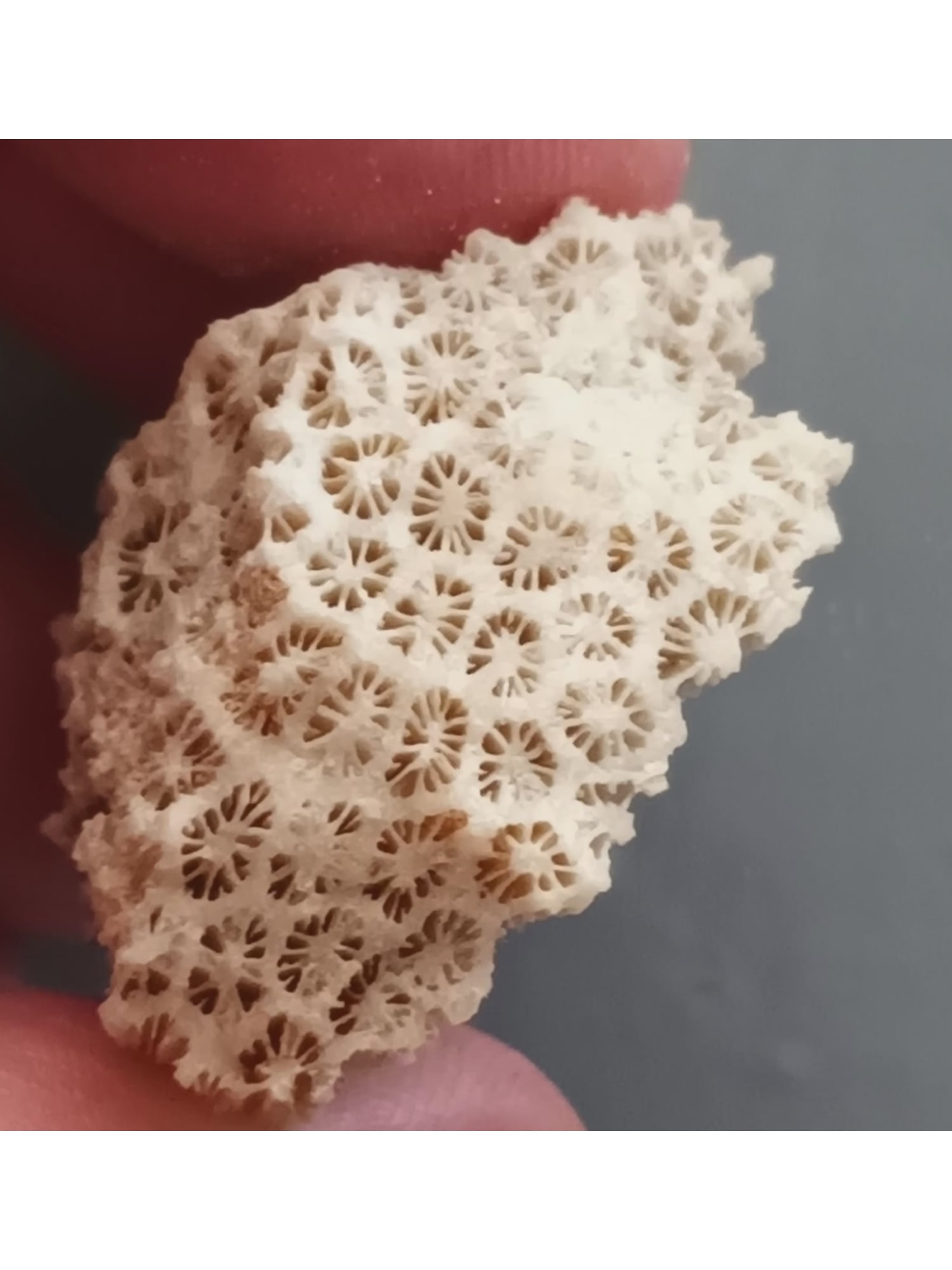 FOSSIL CORALS - 4