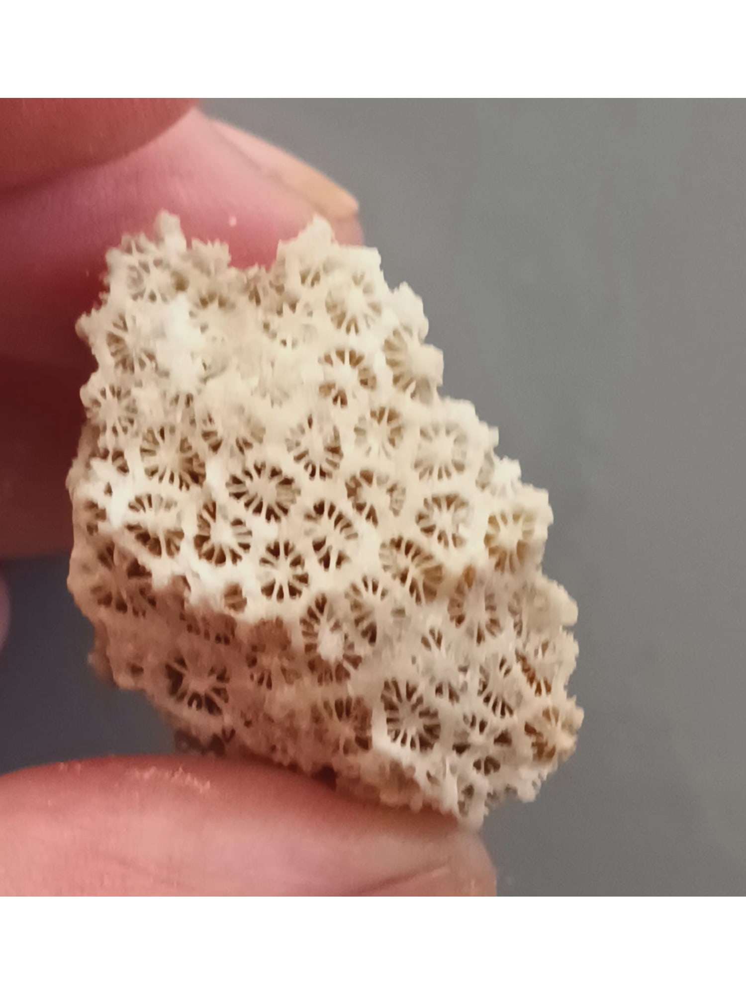 FOSSIL CORALS - 5