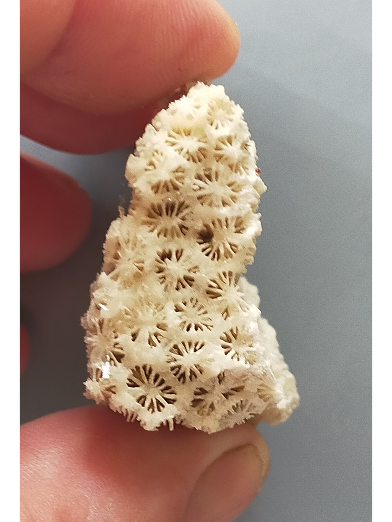 FOSSIL CORALS - 2