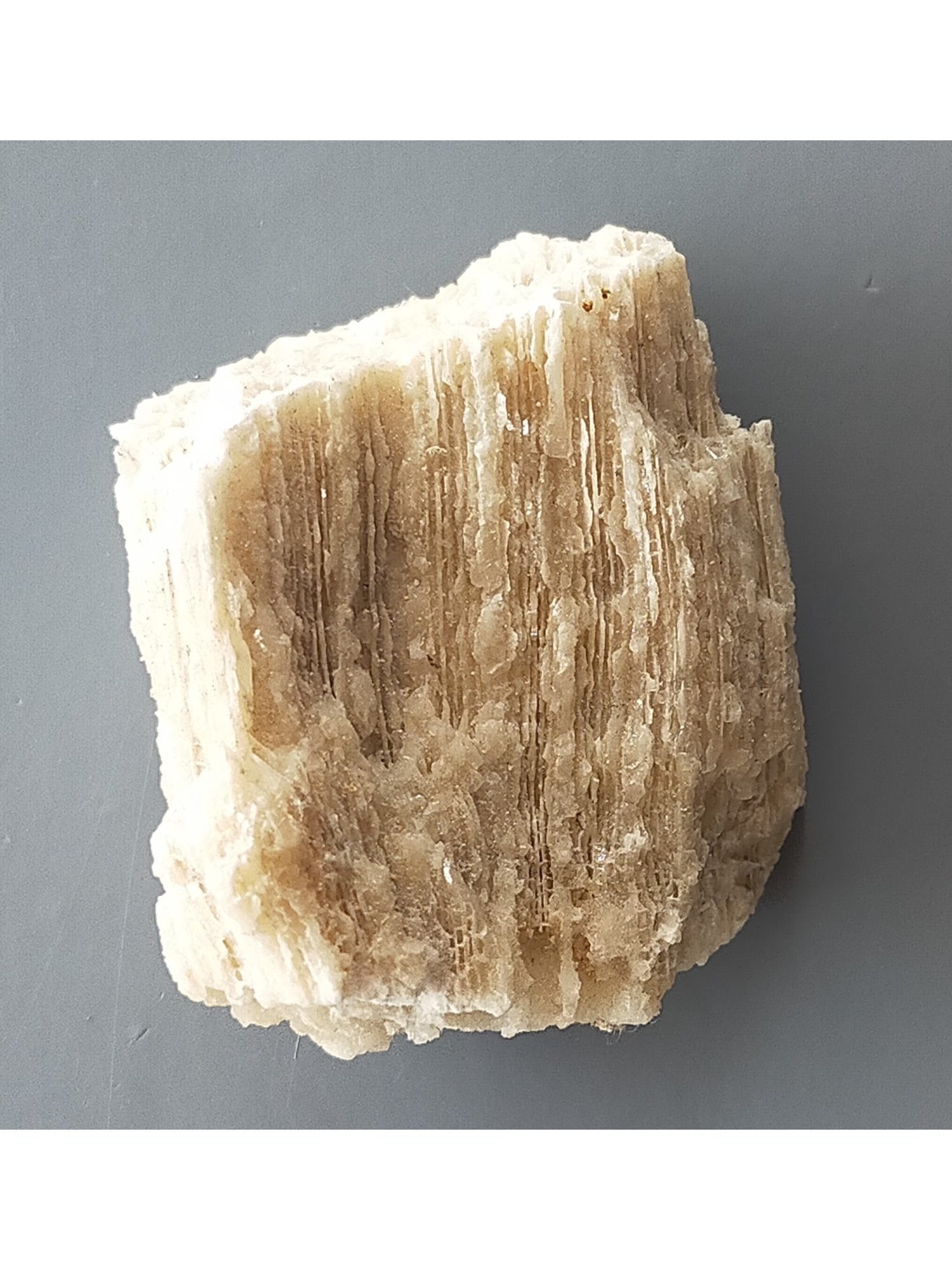 FOSSIL CORALS - 3