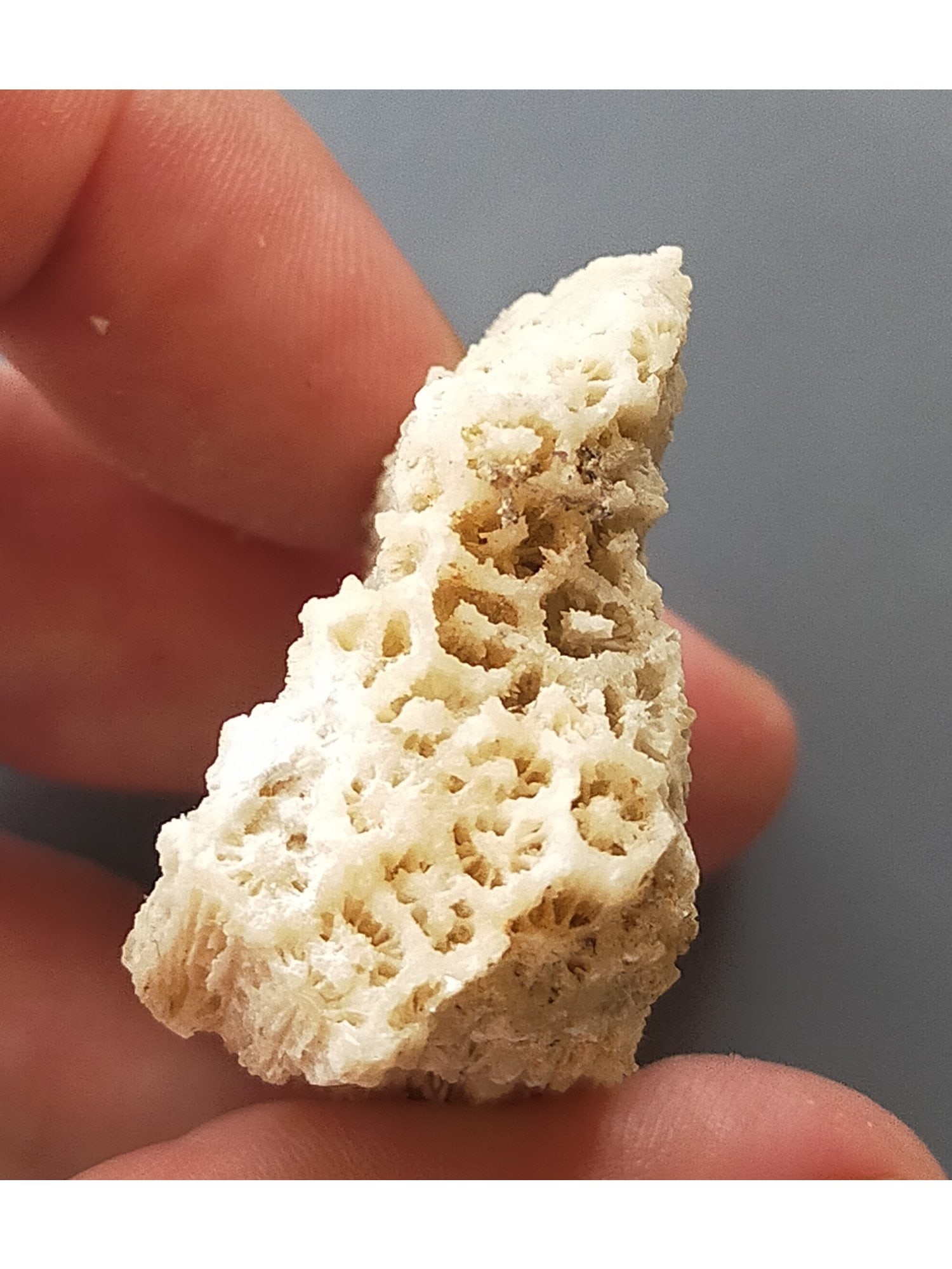 FOSSIL CORALS - 4