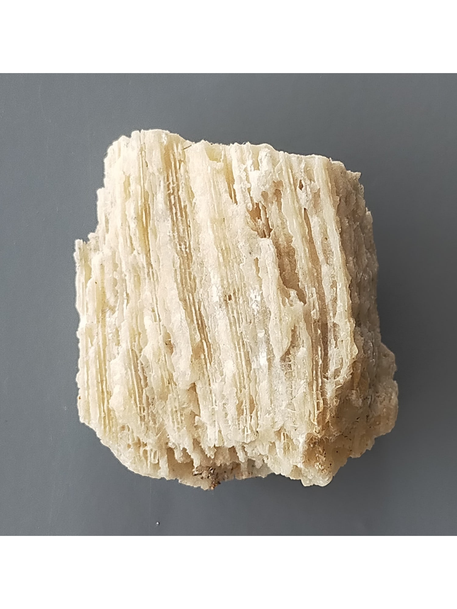 FOSSIL CORALS - 5