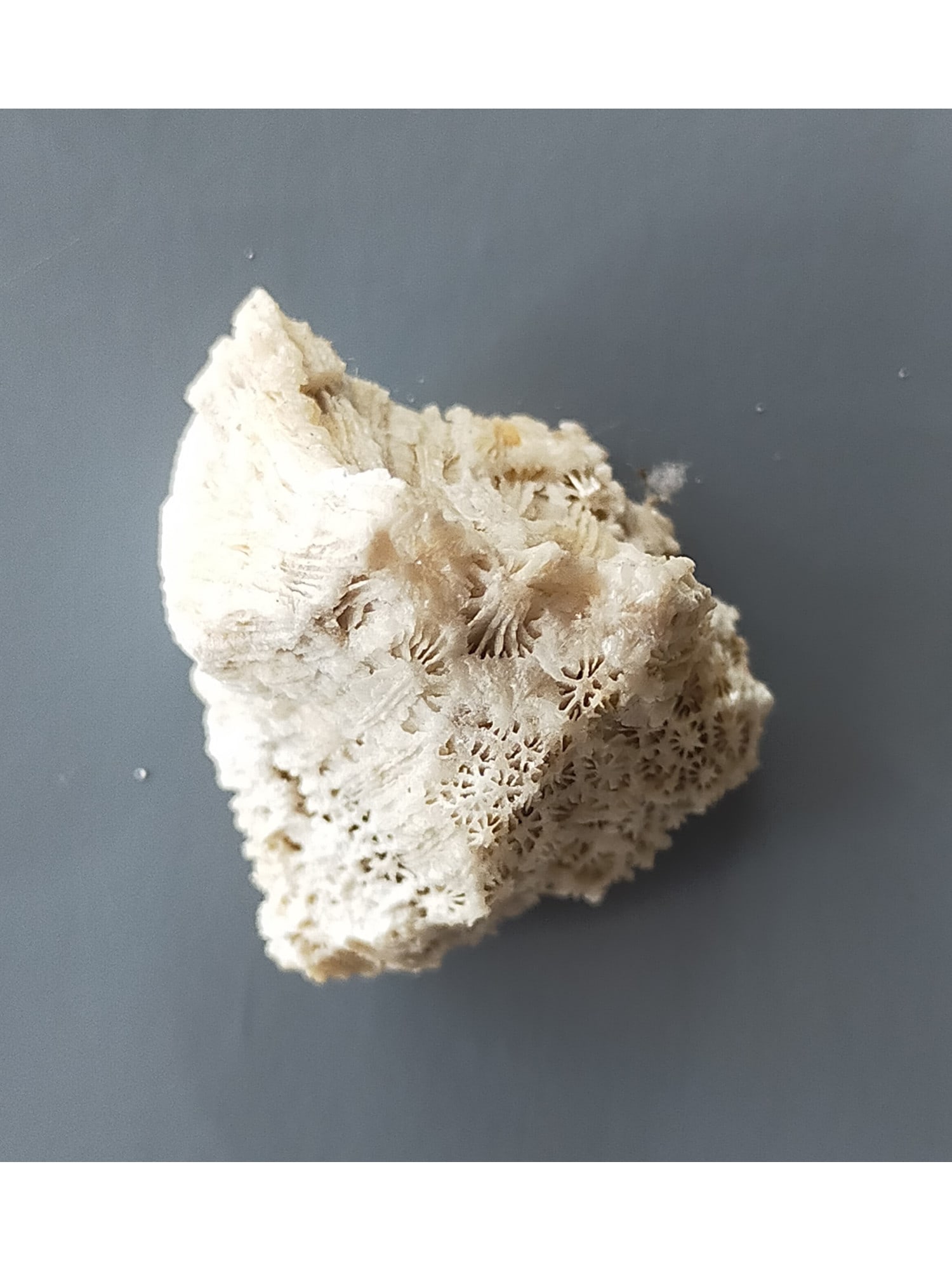 FOSSIL CORAL - 2