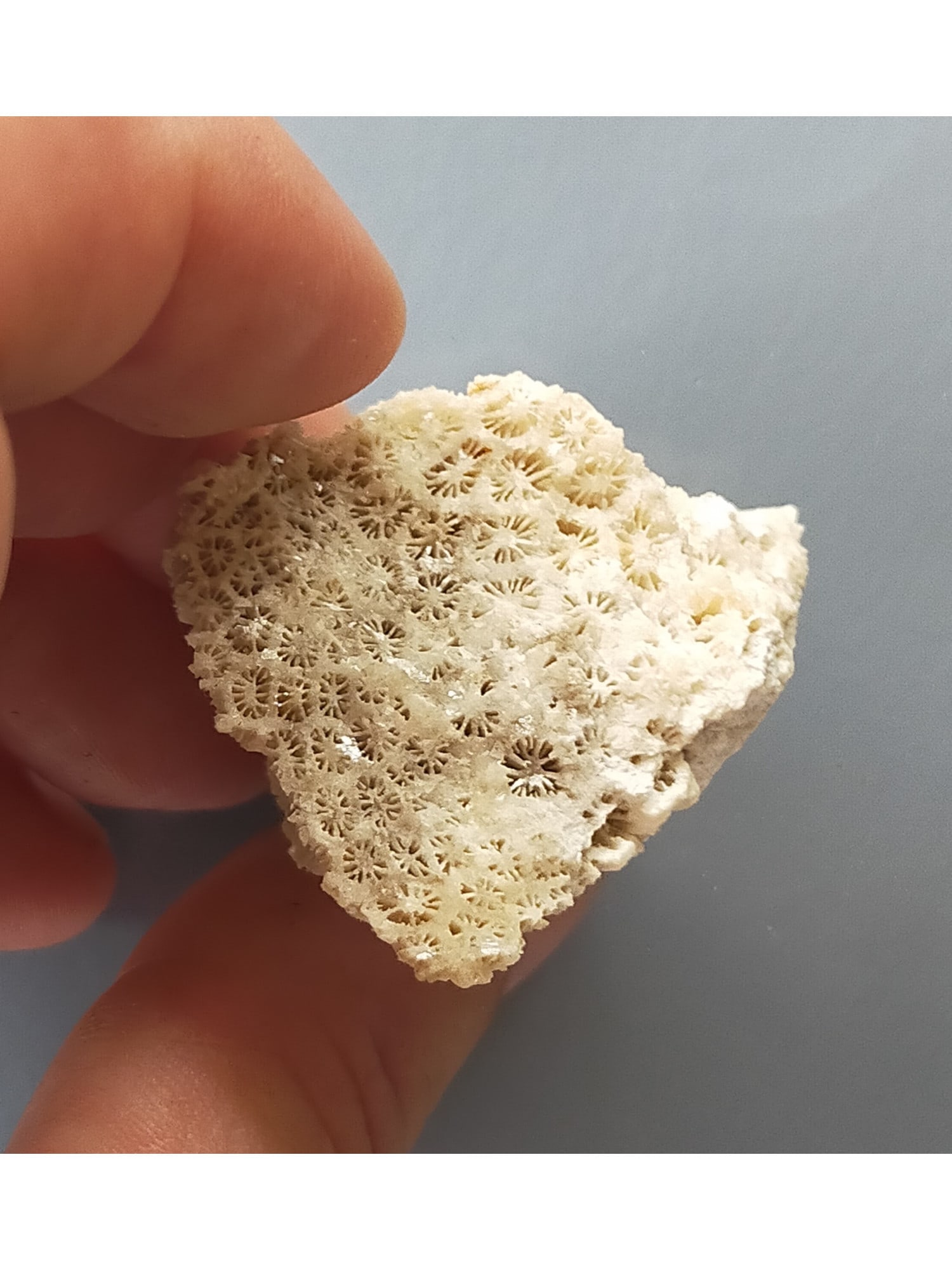 FOSSIL CORAL - 3
