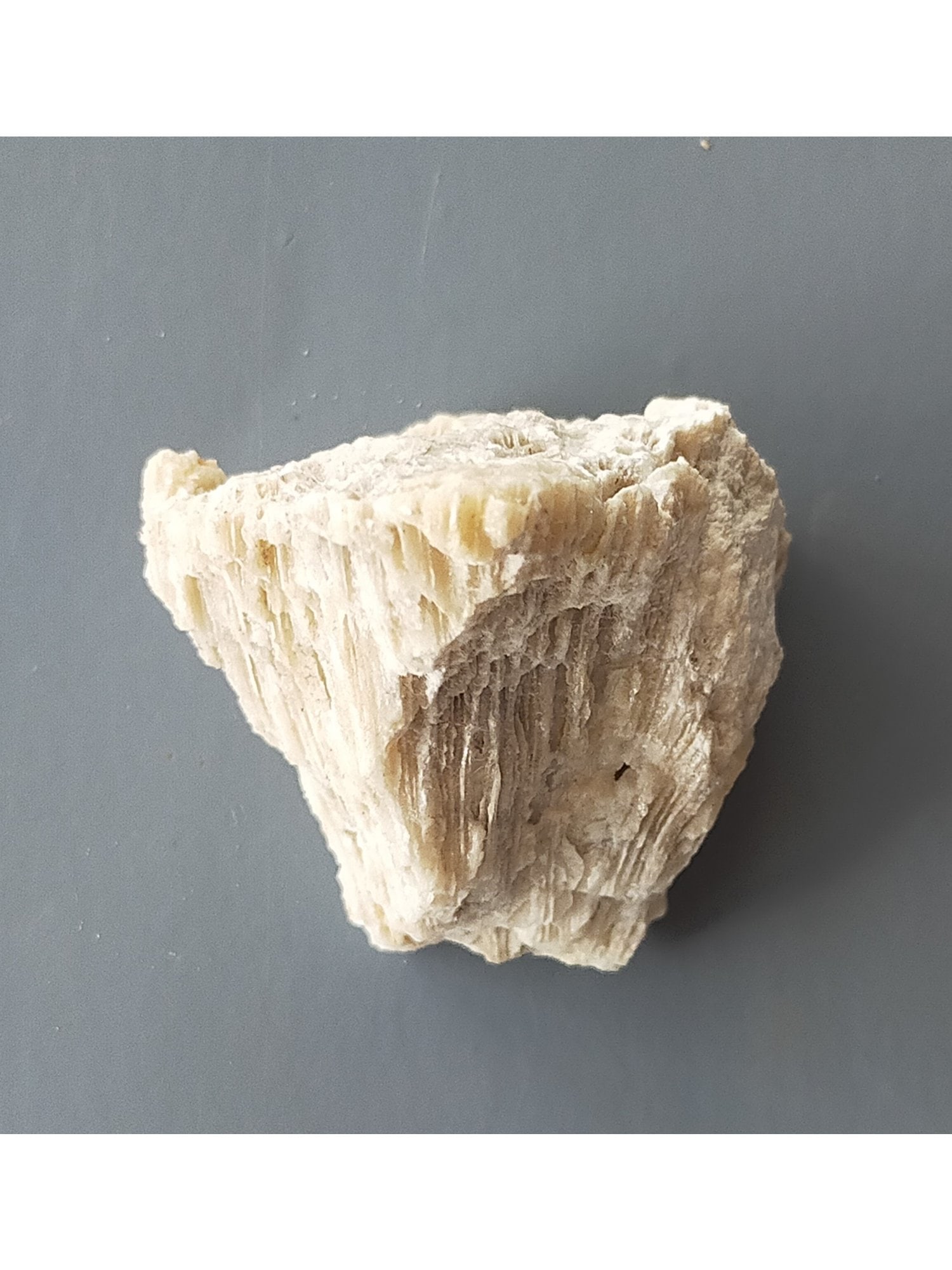 FOSSIL CORAL - 4