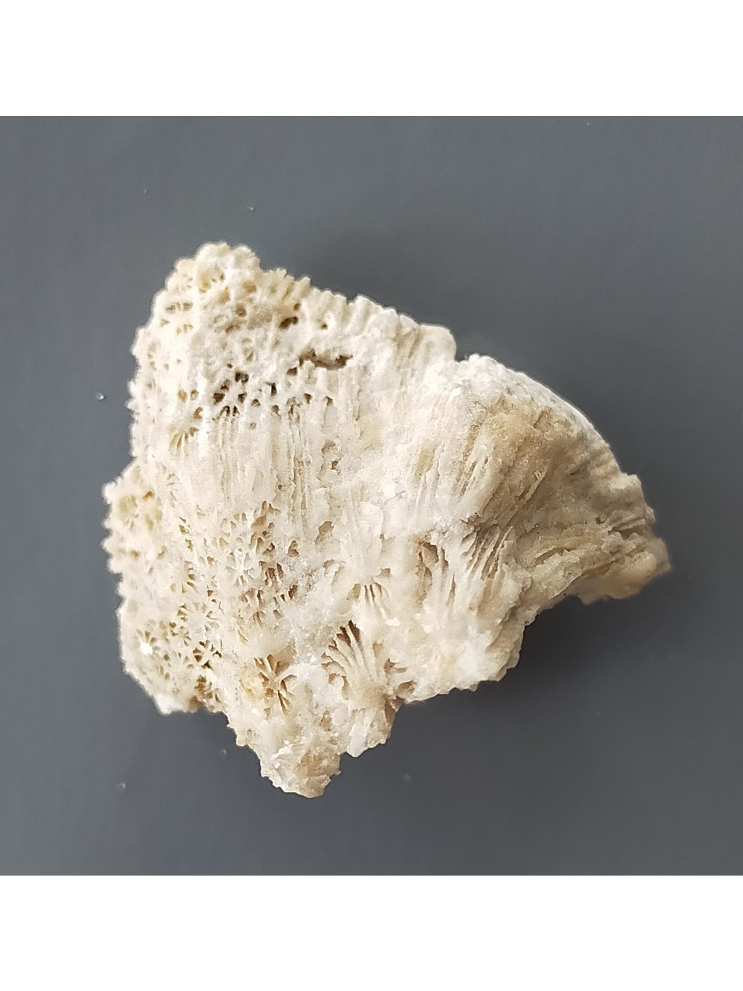 FOSSIL CORAL - 5