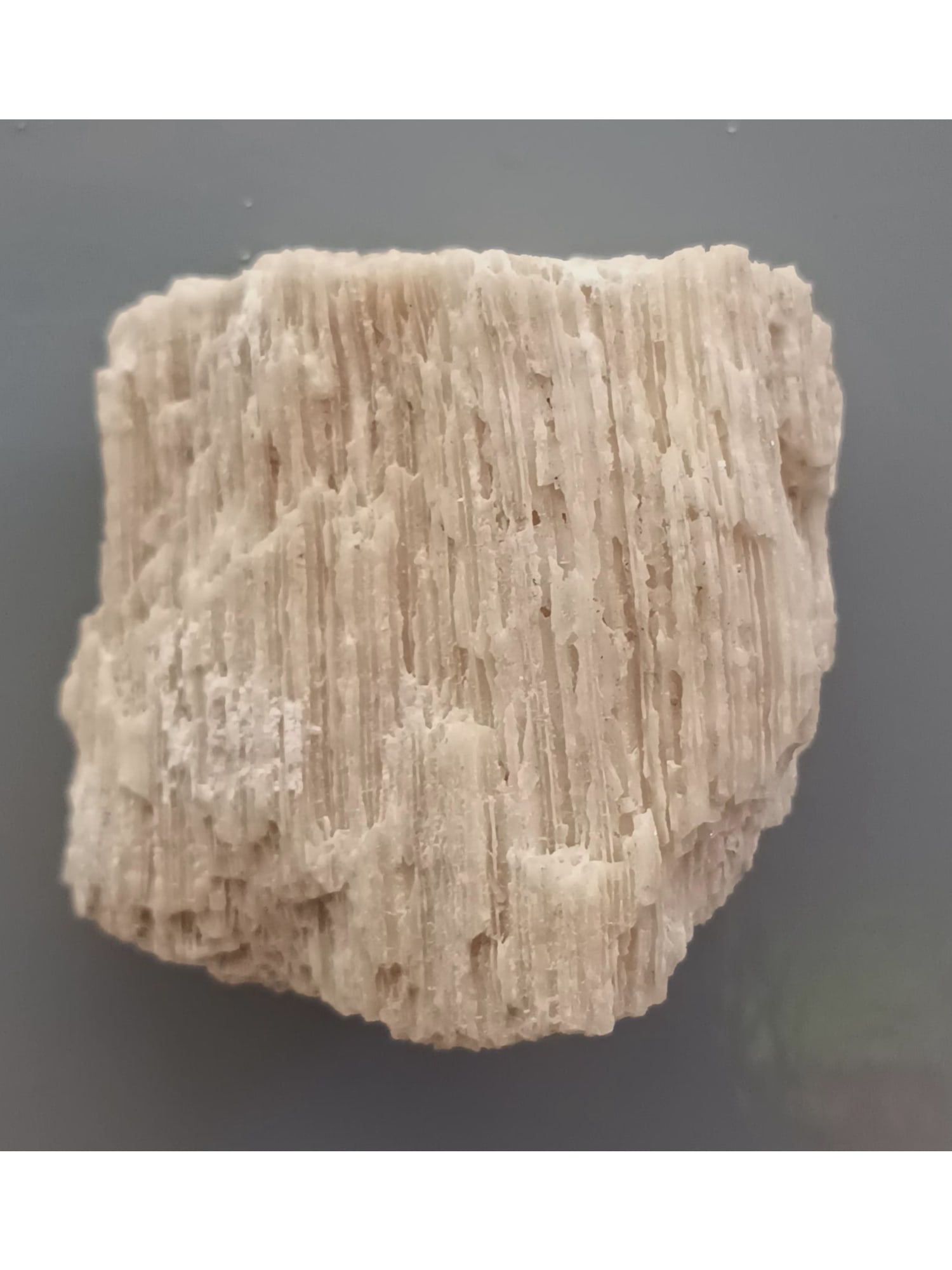 FOSSIL CORALS - 2