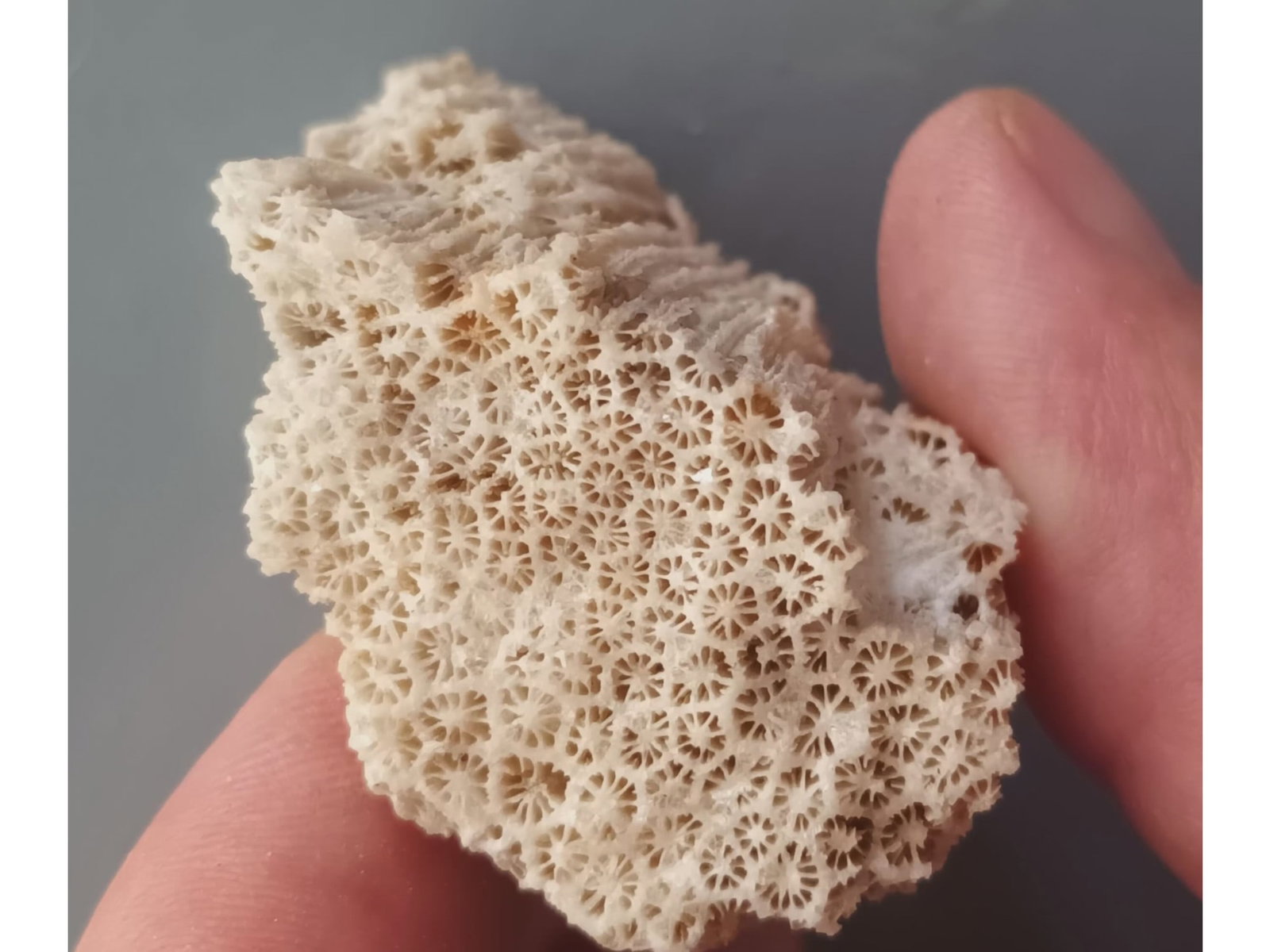 FOSSIL CORALS - 3
