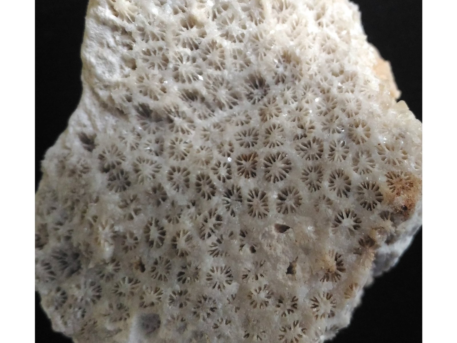 FOSSIL CORALS - 2