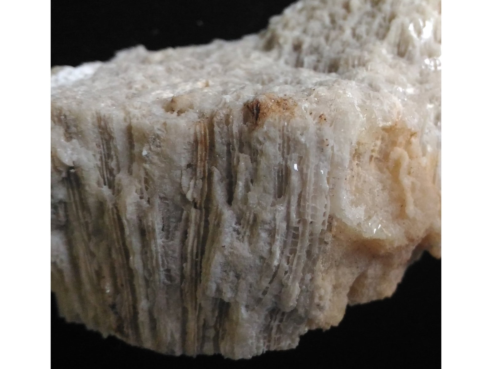 FOSSIL CORALS - 3