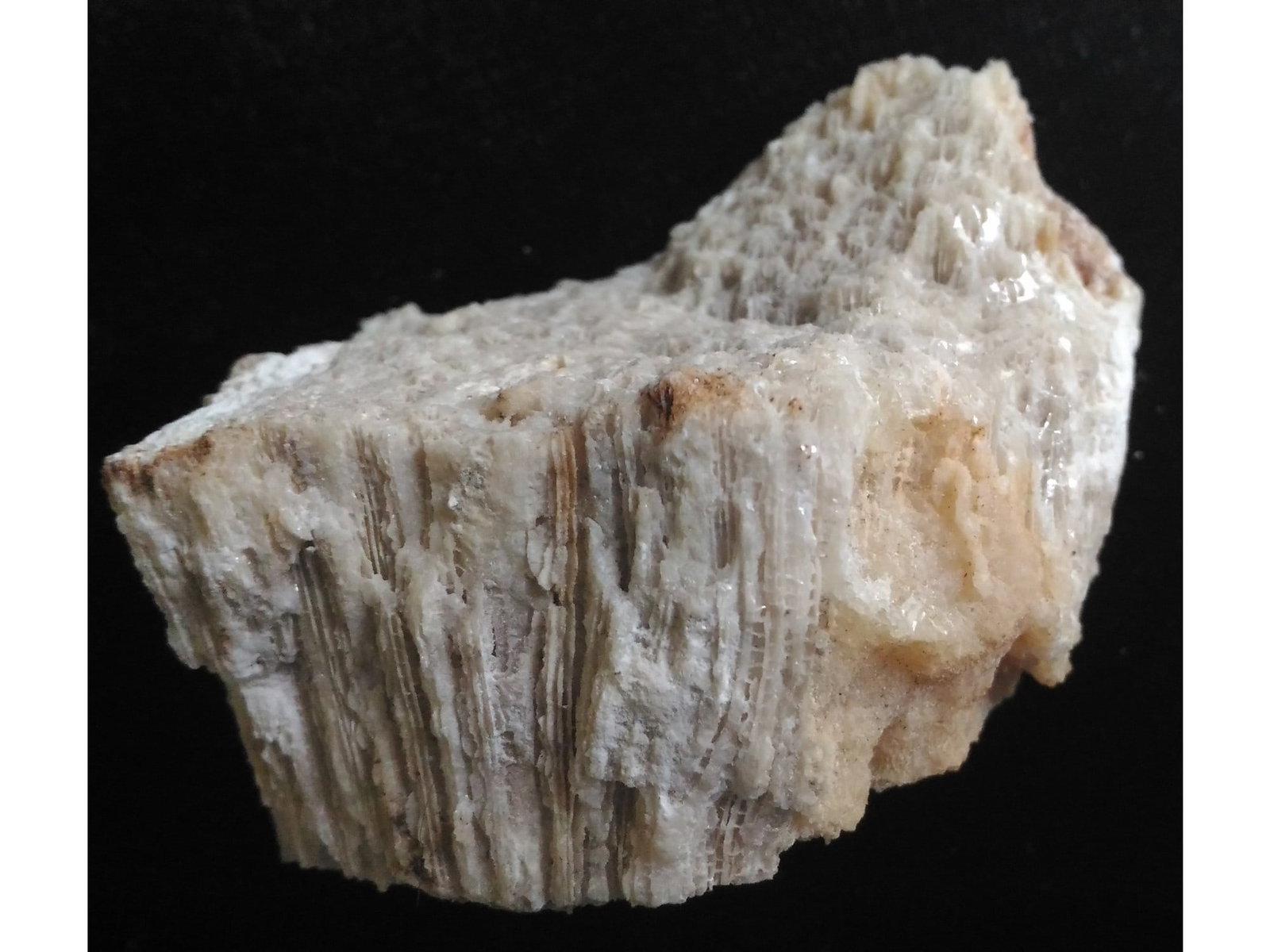 FOSSIL CORALS - 4
