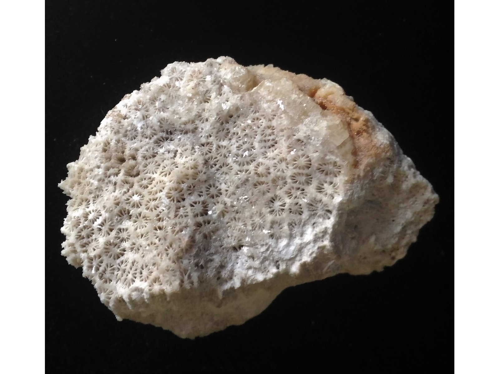 FOSSIL CORALS - 5