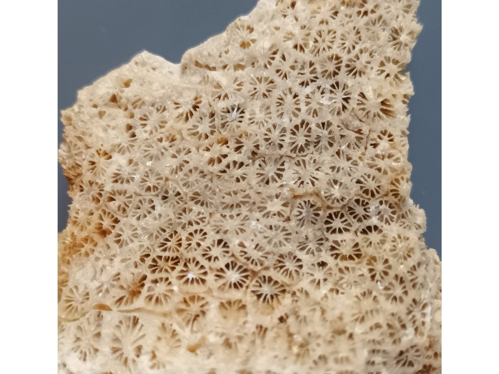 FOSSIL CORAL - 2