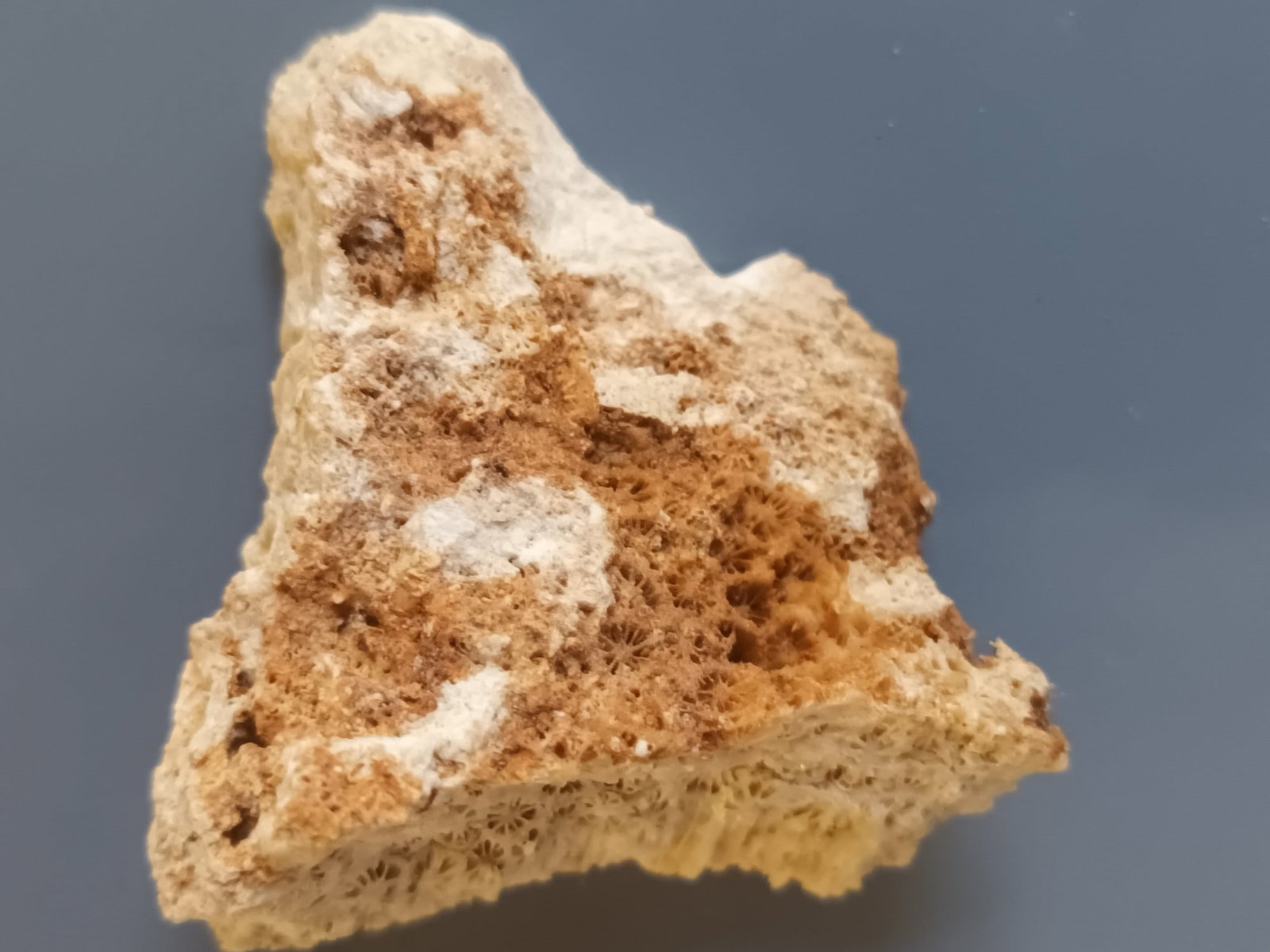FOSSIL CORAL - 3