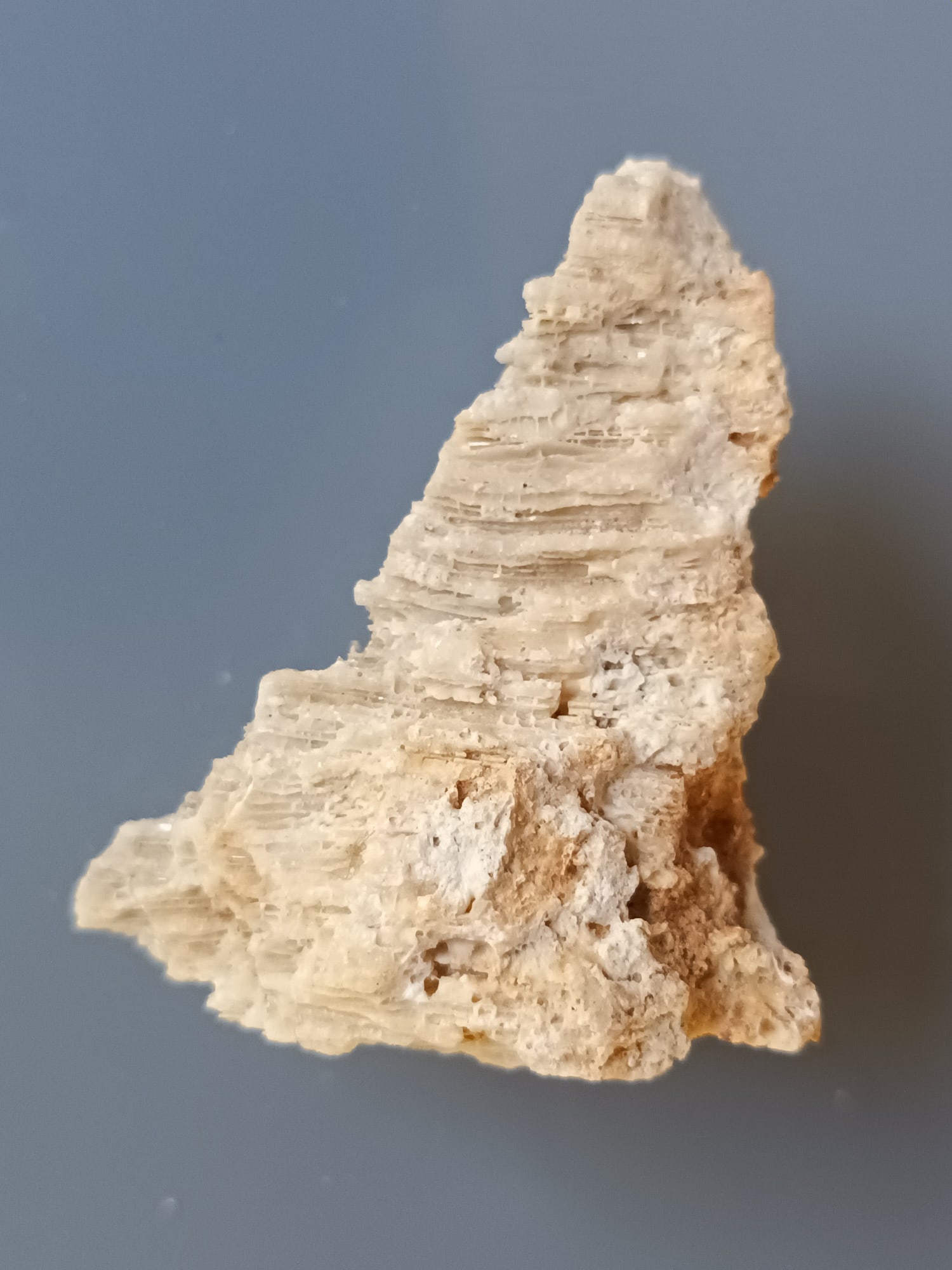 FOSSIL CORAL - 4