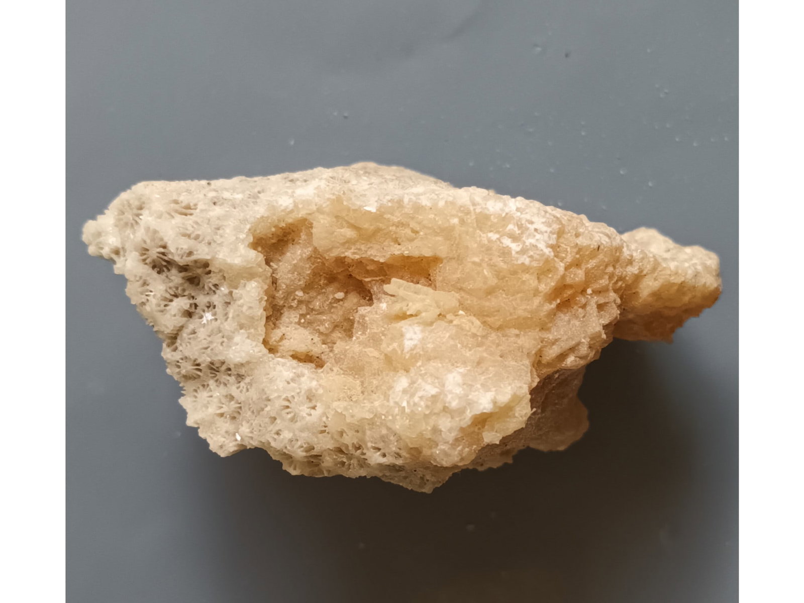 FOSSIL CORAL - 2