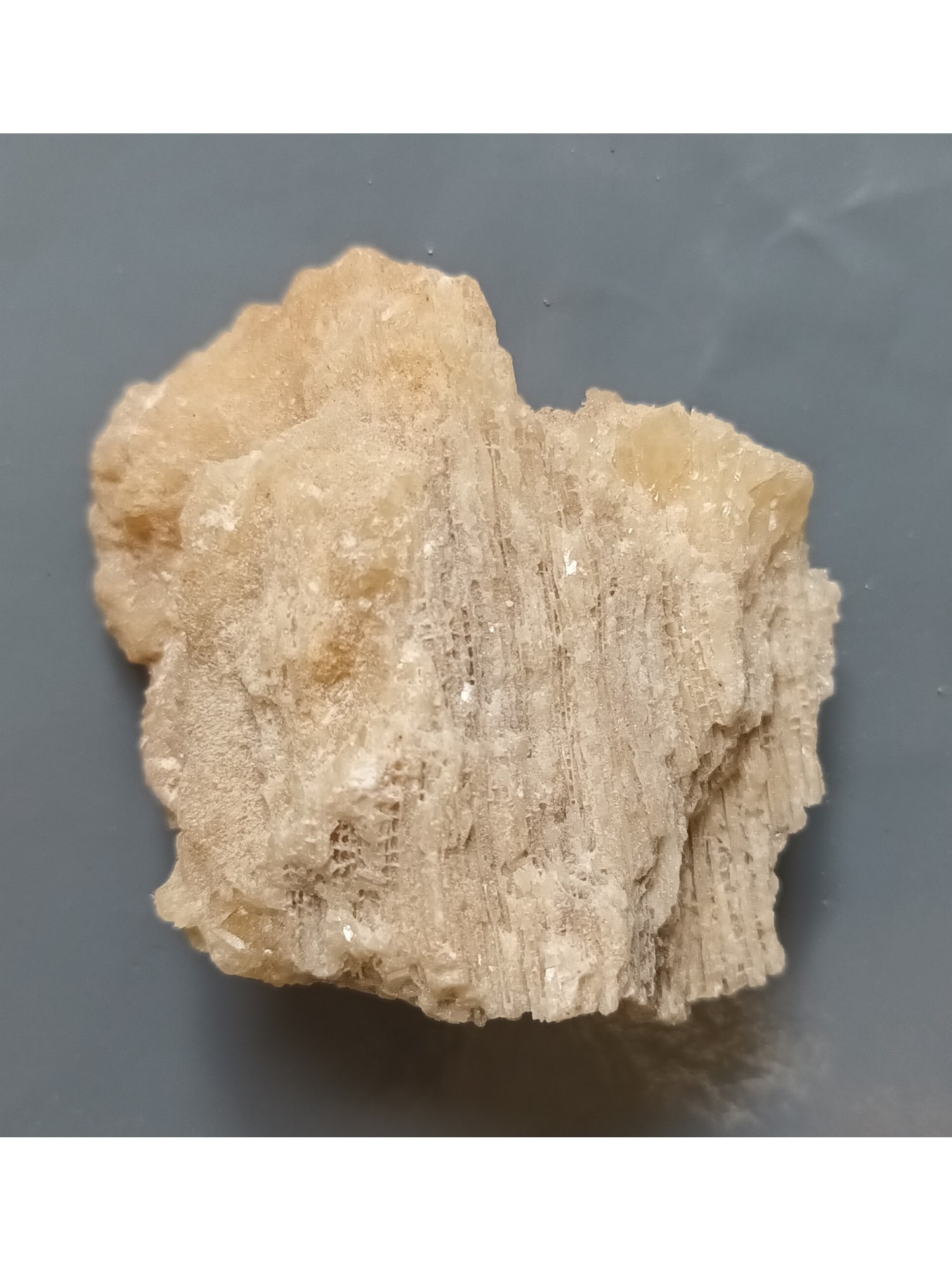 FOSSIL CORAL - 3