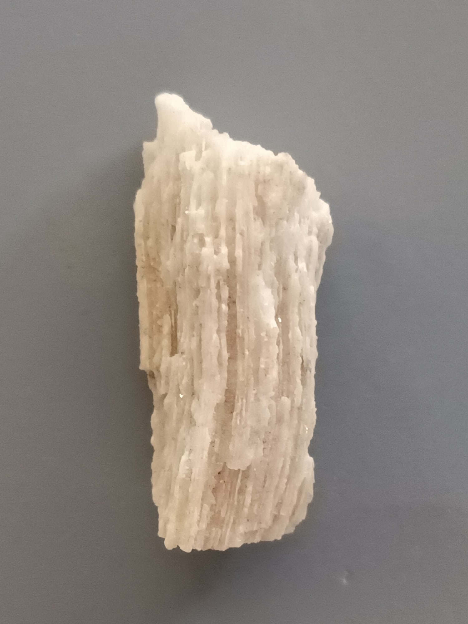 FOSSIL CORAL - 2