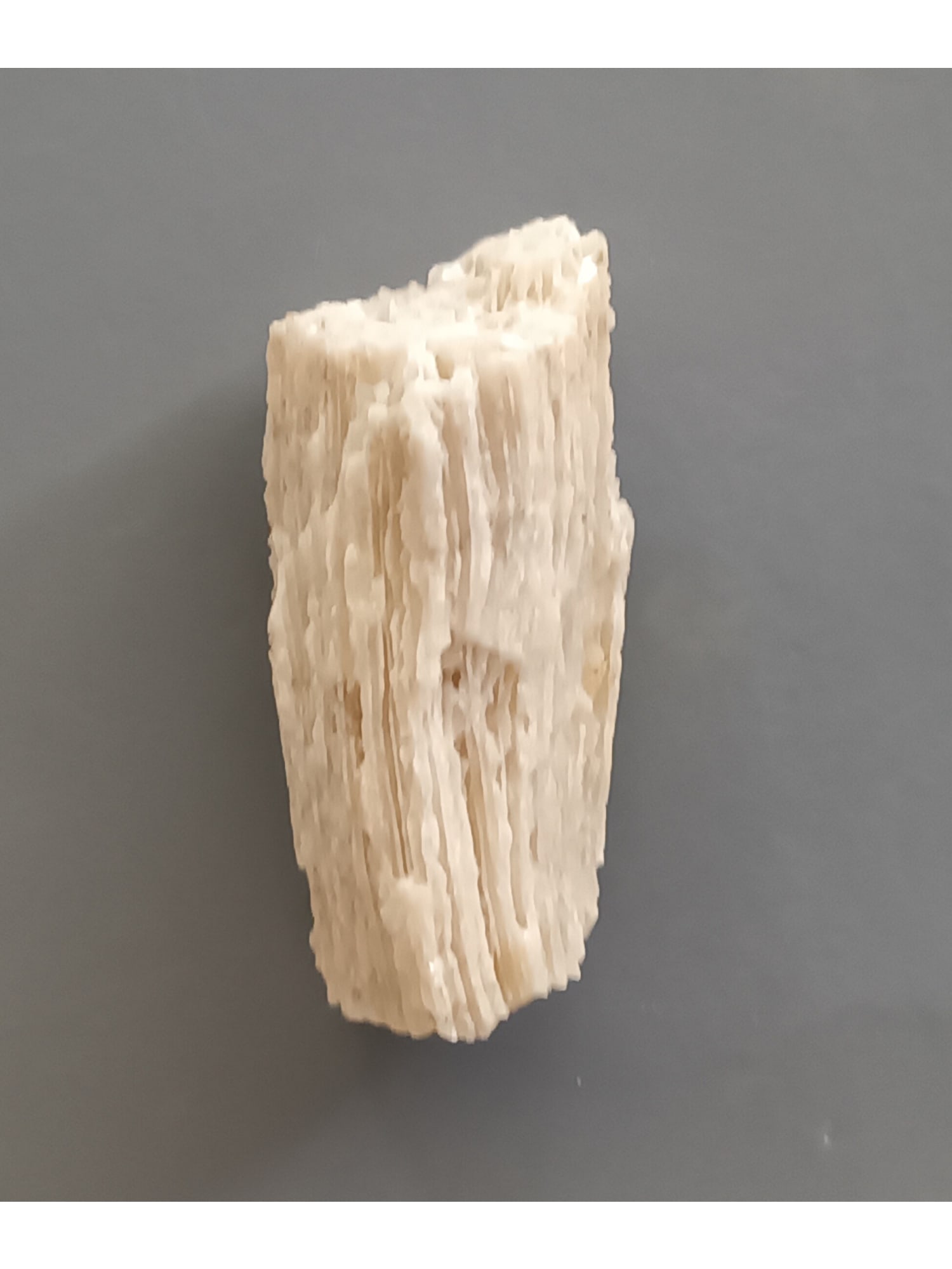 FOSSIL CORAL - 3