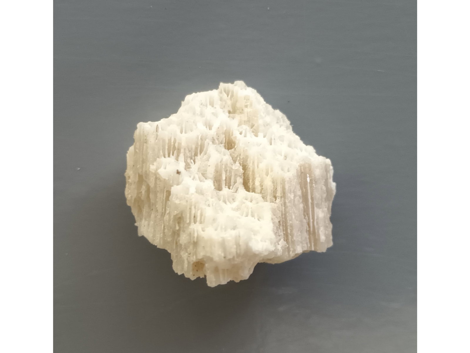 FOSSIL CORAL - 2