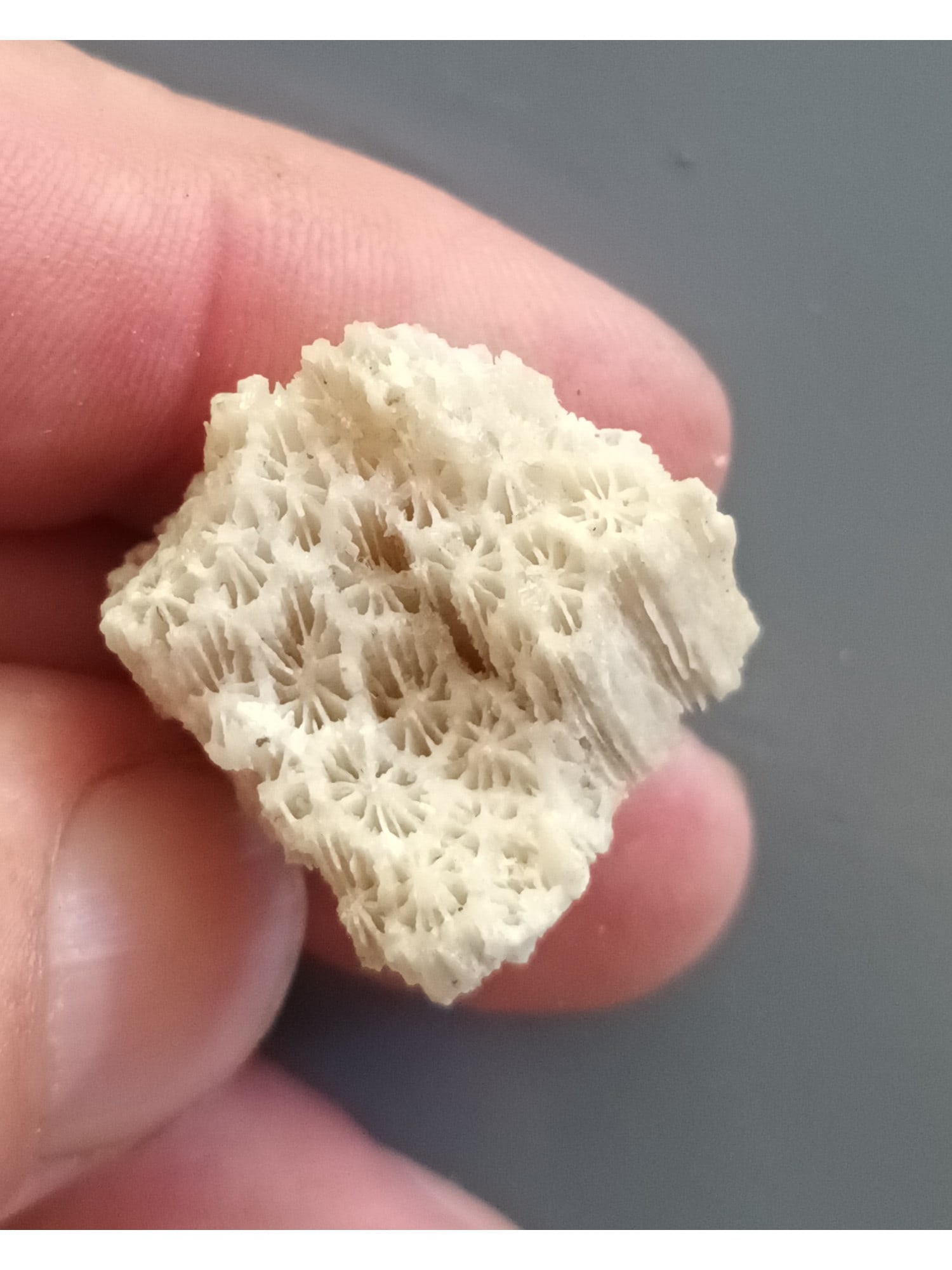 FOSSIL CORAL - 3