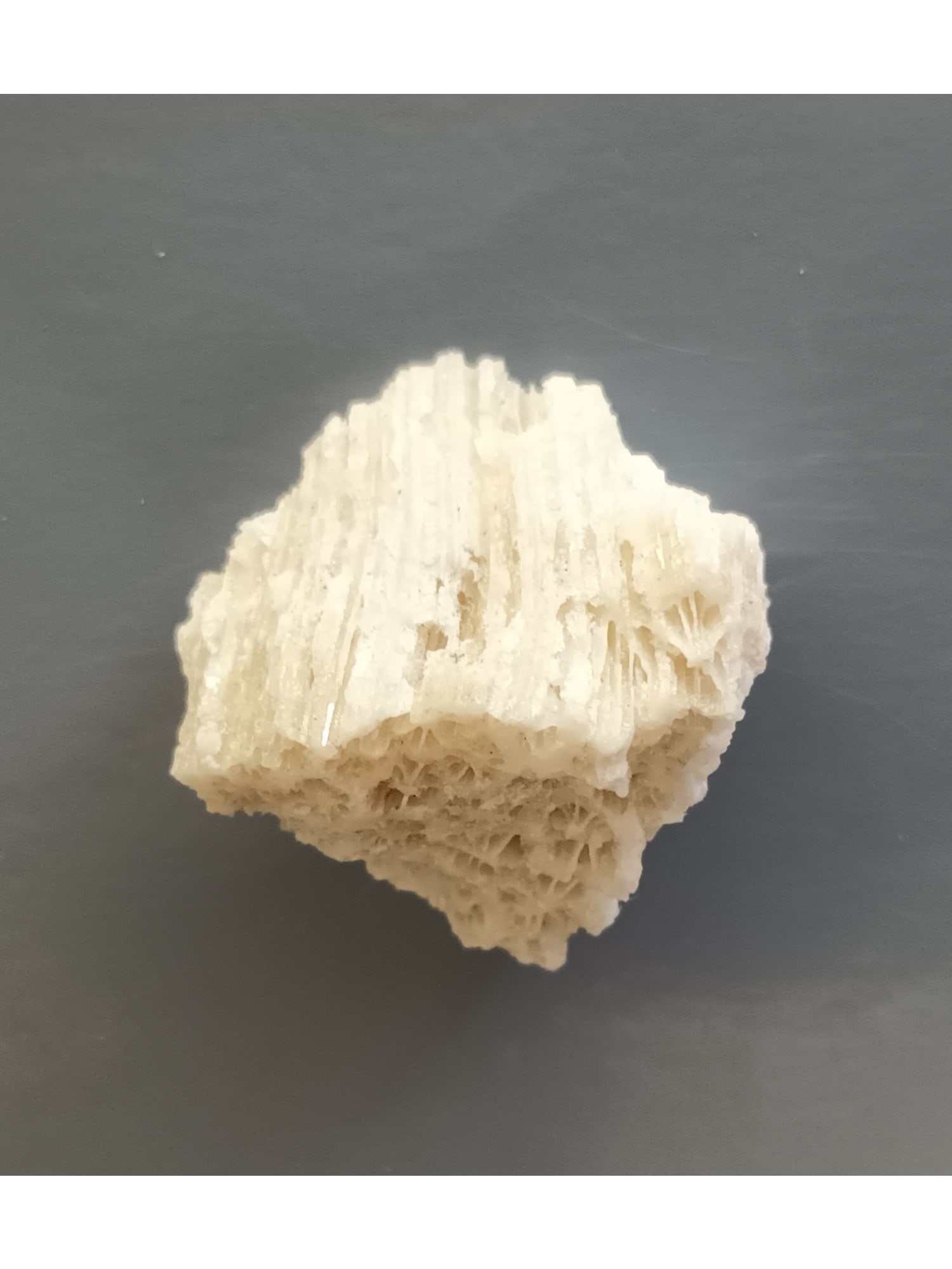 FOSSIL CORAL - 4