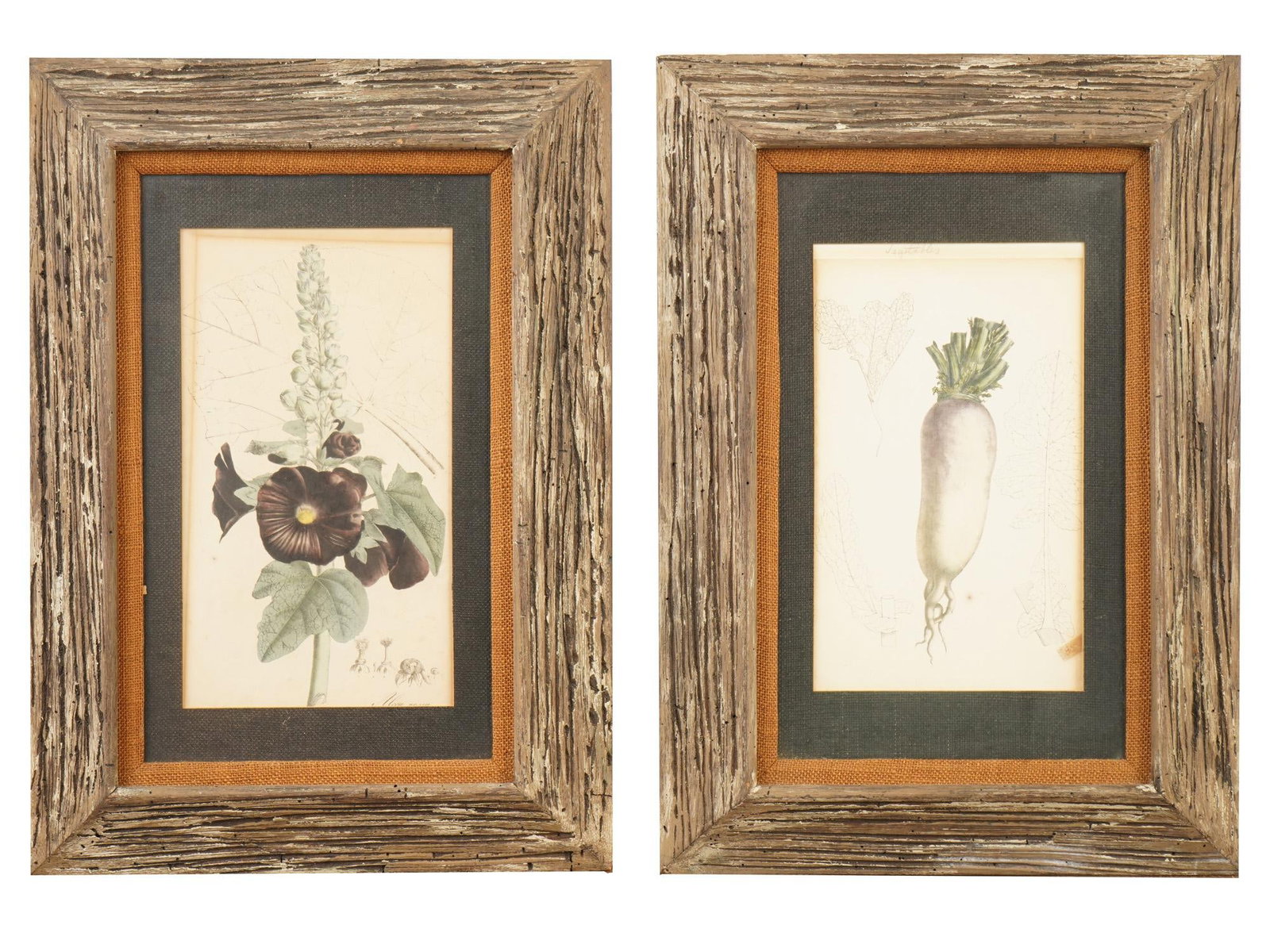 TWO VINTAGE BOTANICAL MALLOW AND DAIKON LITHOGRAPHS: A lot of two vintage botanical lithographs. The lot includes images of a mallow Alcea rosea flower and a Japanese radish daikon. One of the works is signed in pencil Vegetables. Both are framed. Graph