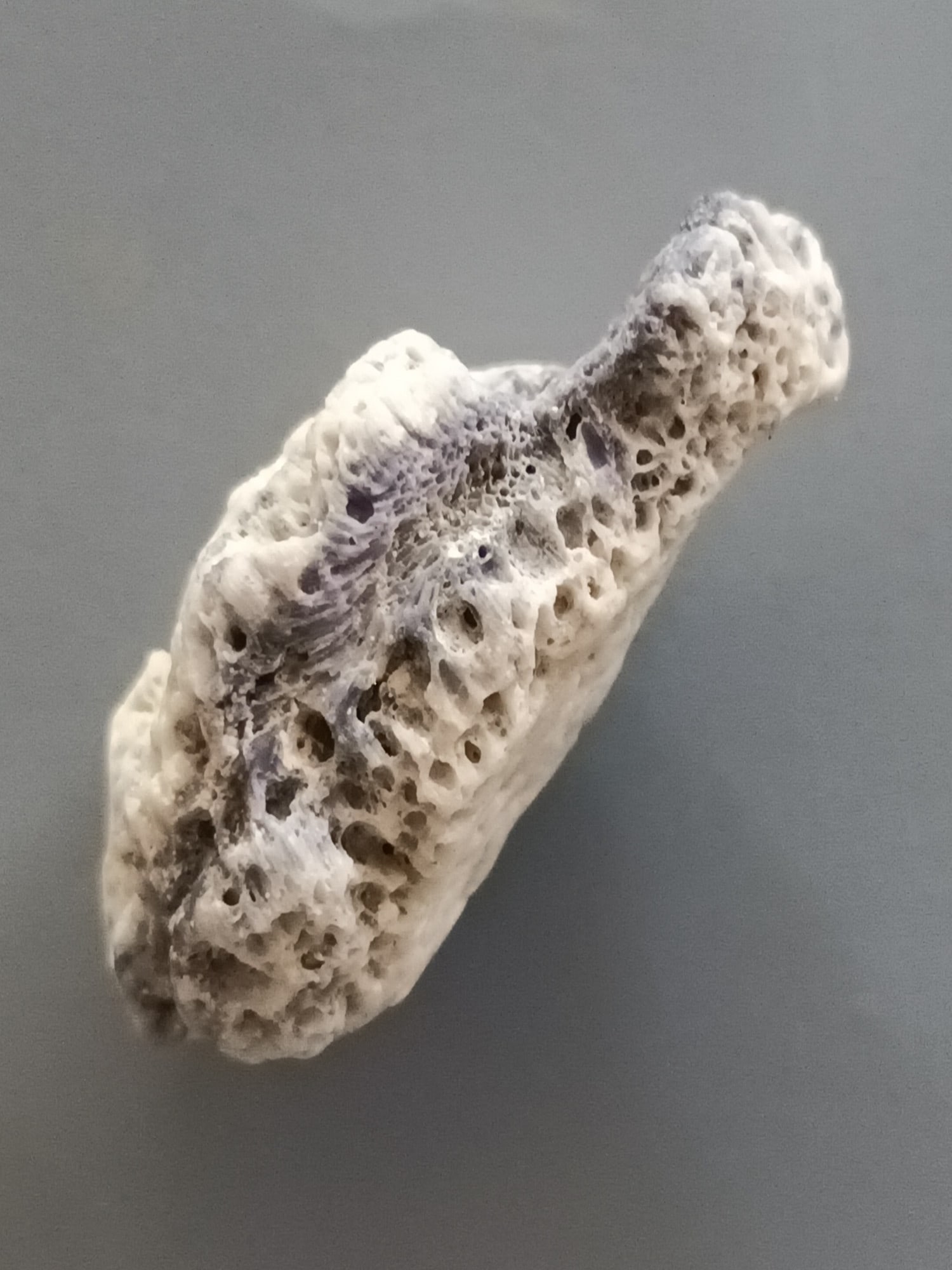 BLUE CORAL FOSSIL: Blue coral. Weight: 8.50 grams. Origin: Panglao, Bohol, Philippines. With label. THIS LOT QUALIFIES FOR A 30-DAY UNCONDITIONAL RETURN FROM THE DATE OF SALE. BUYERS ARE RESPONSIBLE FOR RETURN
