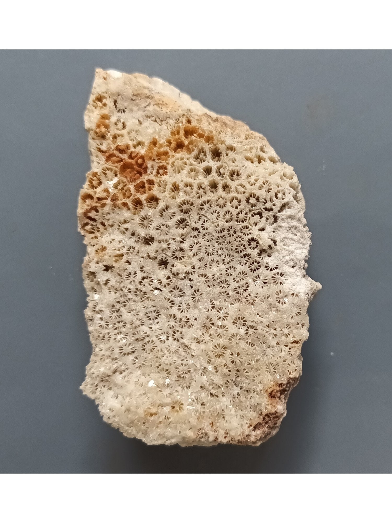 FOSSIL CORAL: Coral fossil (ca61/230). Weight: 136 grams. Origin: Panglao, Bohol, Philippines. THIS LOT QUALIFIES FOR A 30-DAY UNCONDITIONAL RETURN FROM THE DATE OF SALE. BUYERS ARE RESPONSIBLE FOR RETURN