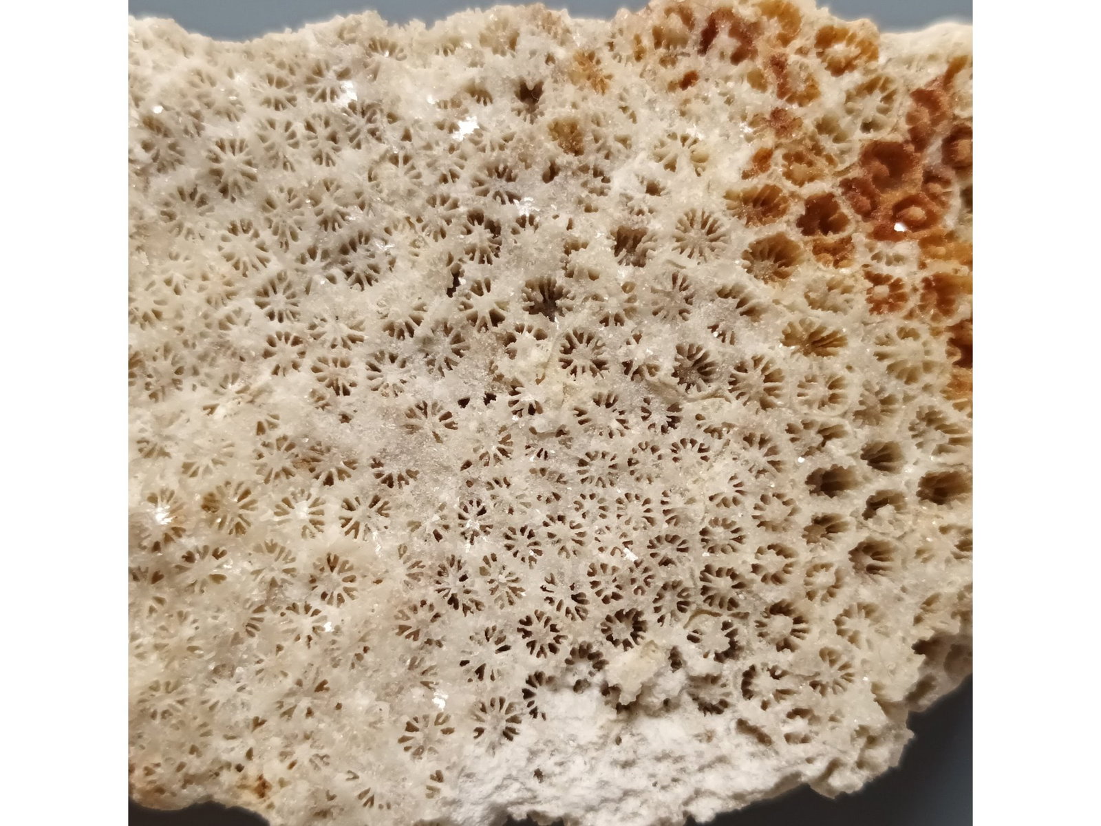 FOSSIL CORAL - 2