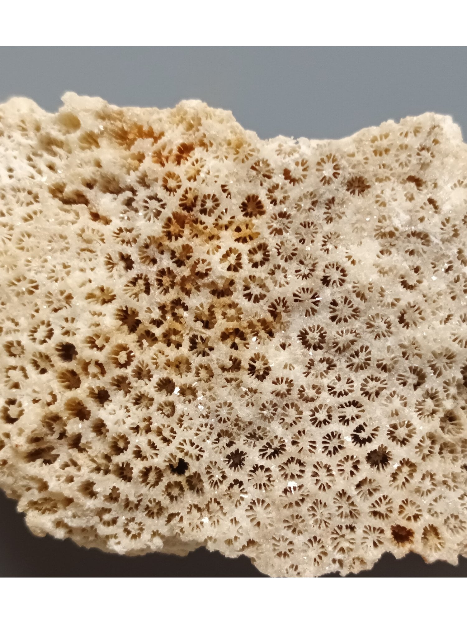 FOSSIL CORAL - 3