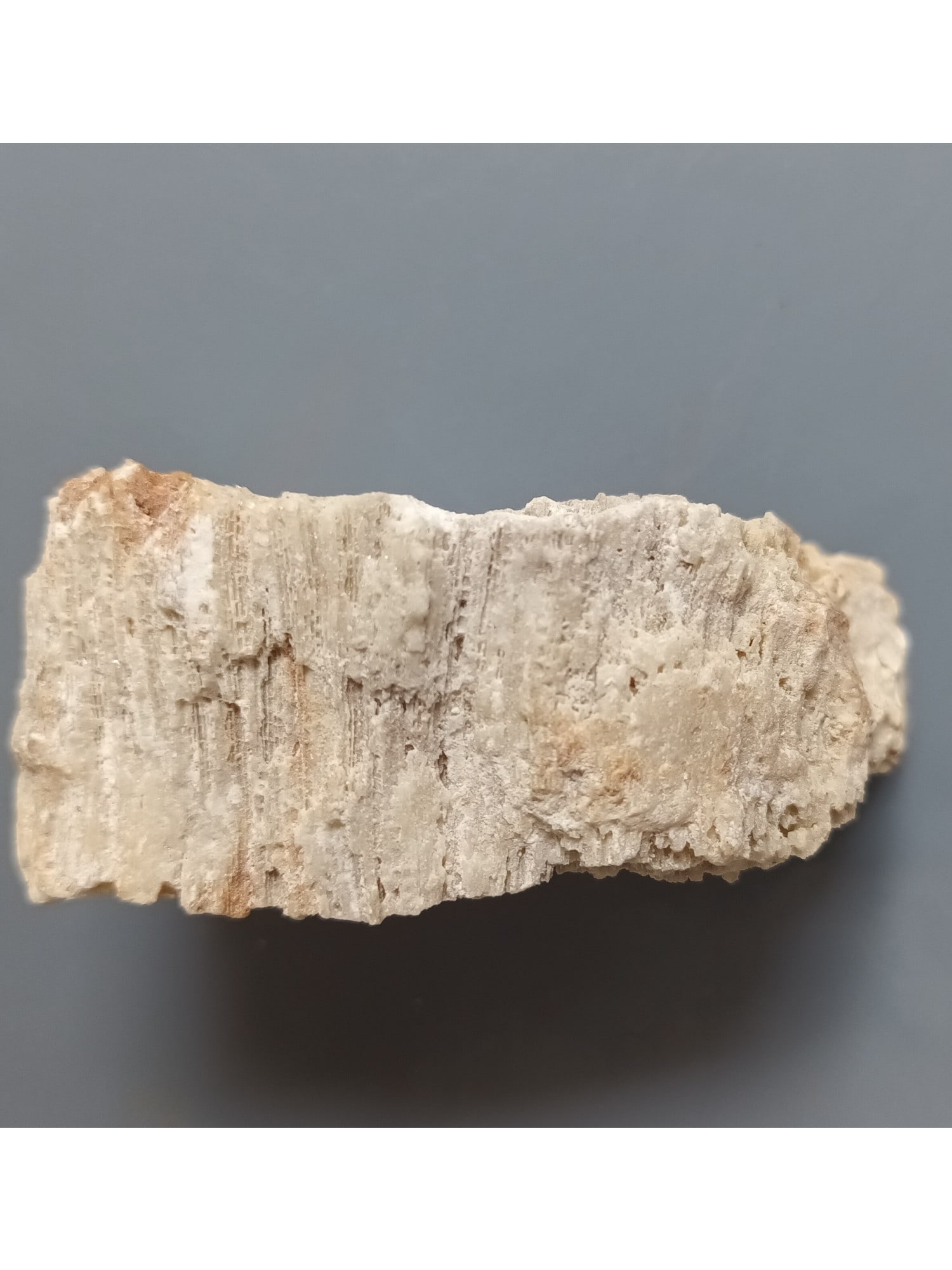 FOSSIL CORAL - 4