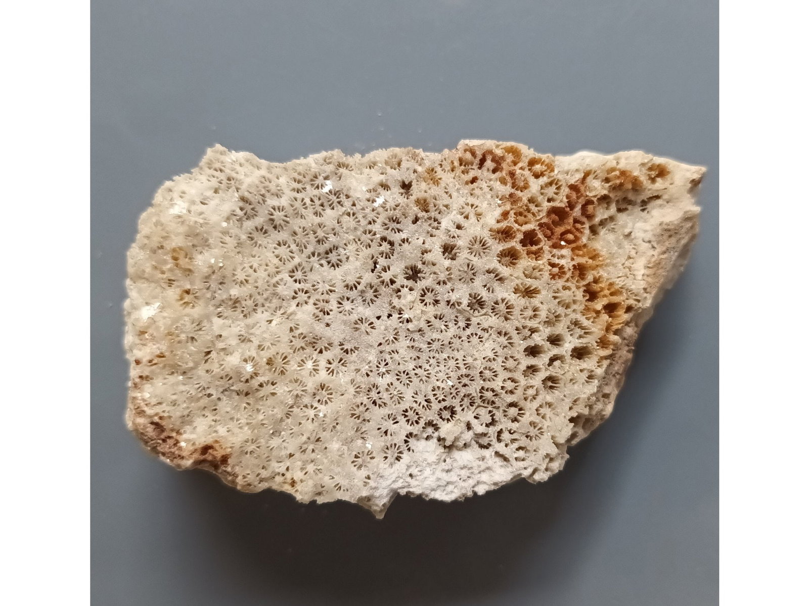 FOSSIL CORAL - 5