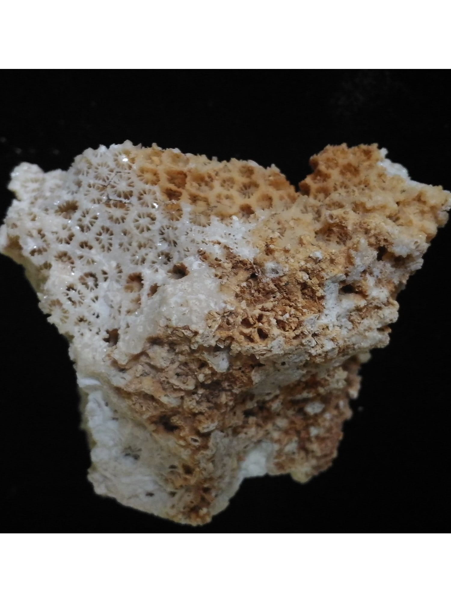 CORAL FOSSIL - FROM NEW DISCOVERY: Coral fossil (ca61/110). Weight: 102 grams. Origin: Panglao, Bohol, Philippines. THIS LOT QUALIFIES FOR A 30-DAY UNCONDITIONAL RETURN FROM THE DATE OF SALE. BUYERS ARE RESPONSIBLE FOR RETURN