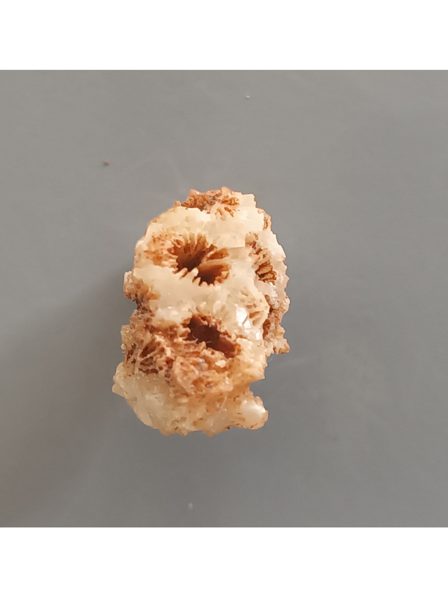 FOSSIL CORAL: Coral fossil (ca61/52). Weight: 4 grams. Origin: Panglao, Bohol, Philippines. THIS LOT QUALIFIES FOR A 30-DAY UNCONDITIONAL RETURN FROM THE DATE OF SALE. BUYERS ARE RESPONSIBLE FOR RETURN SHIPPING.