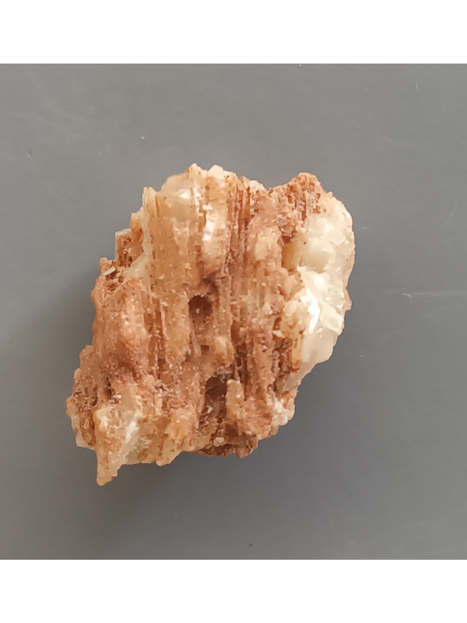 FOSSIL CORAL - 2