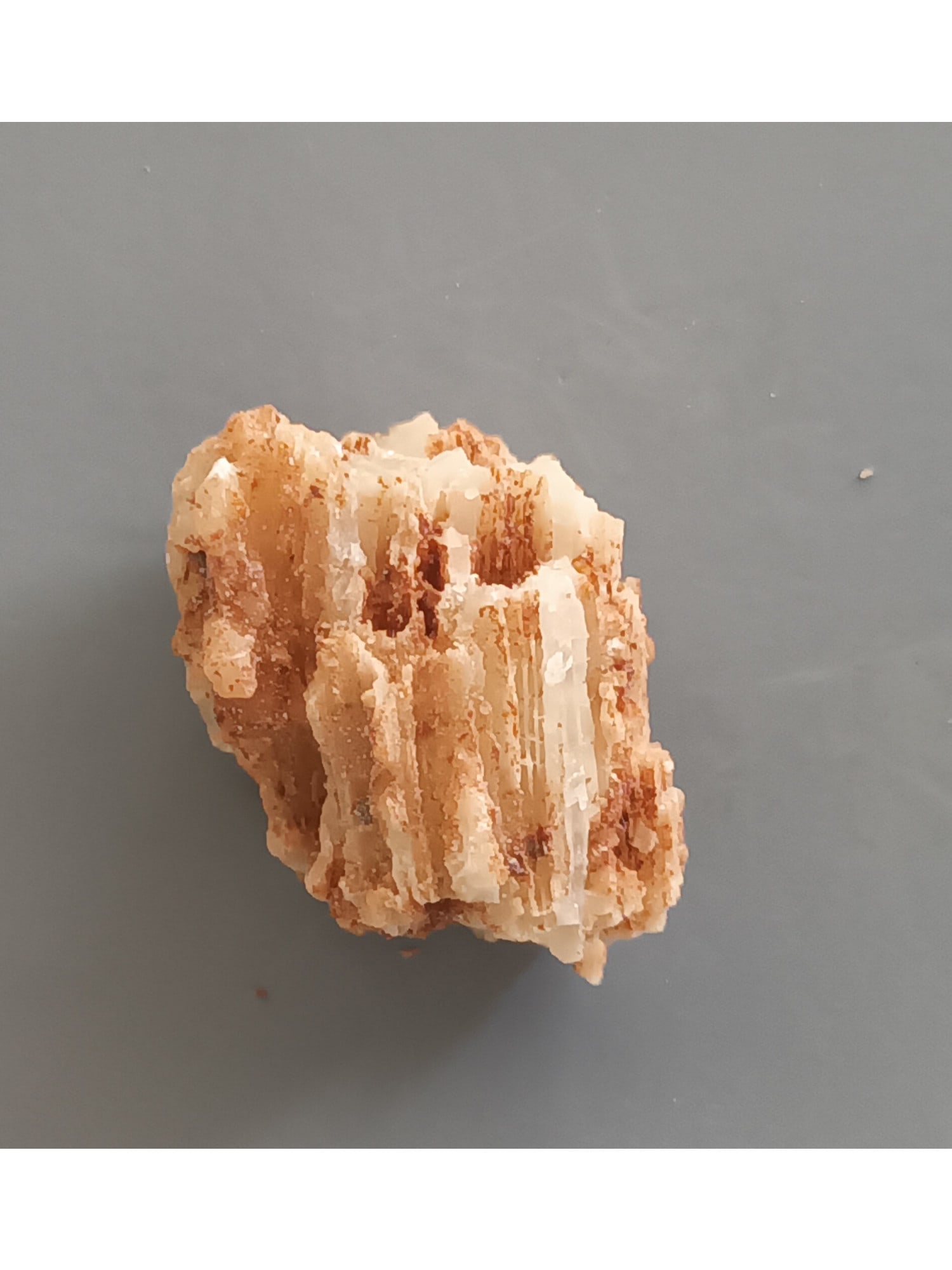 FOSSIL CORAL - 3