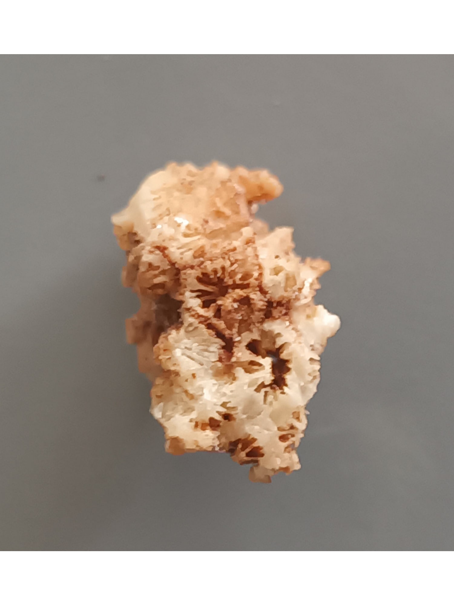 FOSSIL CORAL - 4