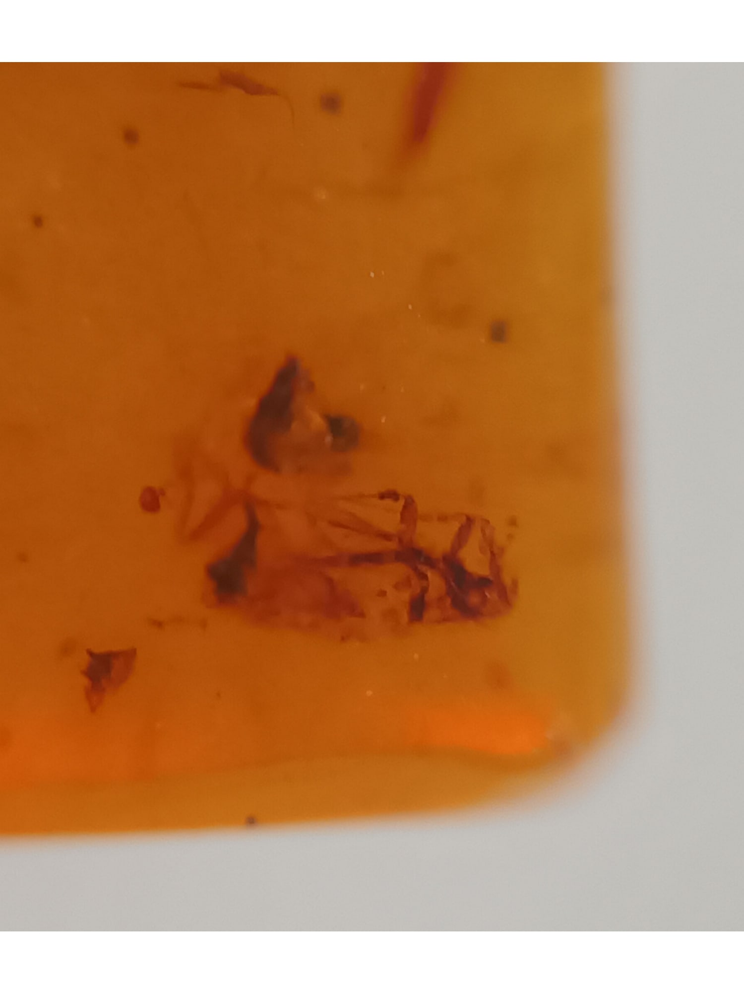 BURMITE AMBER WITH INSECT - 2