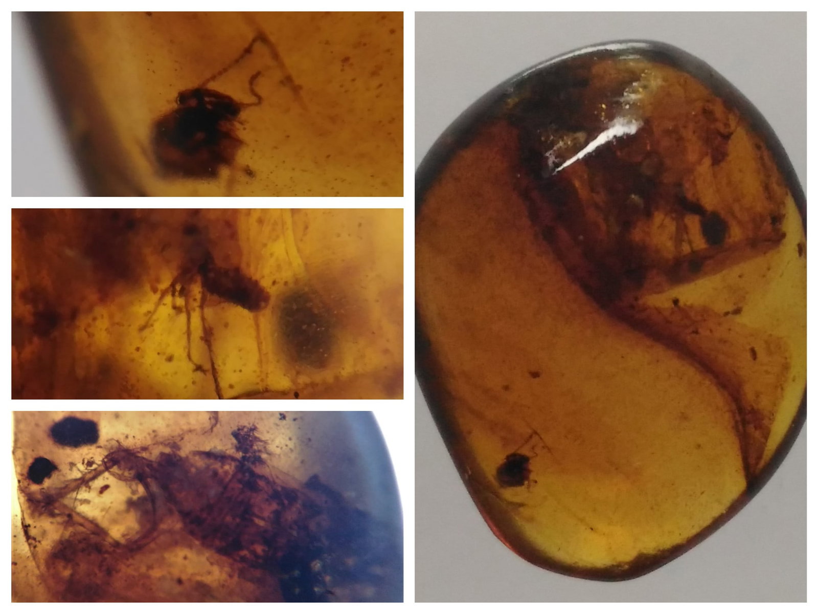 BURMITE AMBER WITH ROACH LARVAE & OTHER INSECT: Light brown burmite amber with roach larvae and other insect (abr12/2). Weight: 0.74 grams. Age: 99 mill. years. Origin: Hukawng Valley, Kachin State, Myanmar. THIS LOT QUALIFIES FOR A 30-DAY